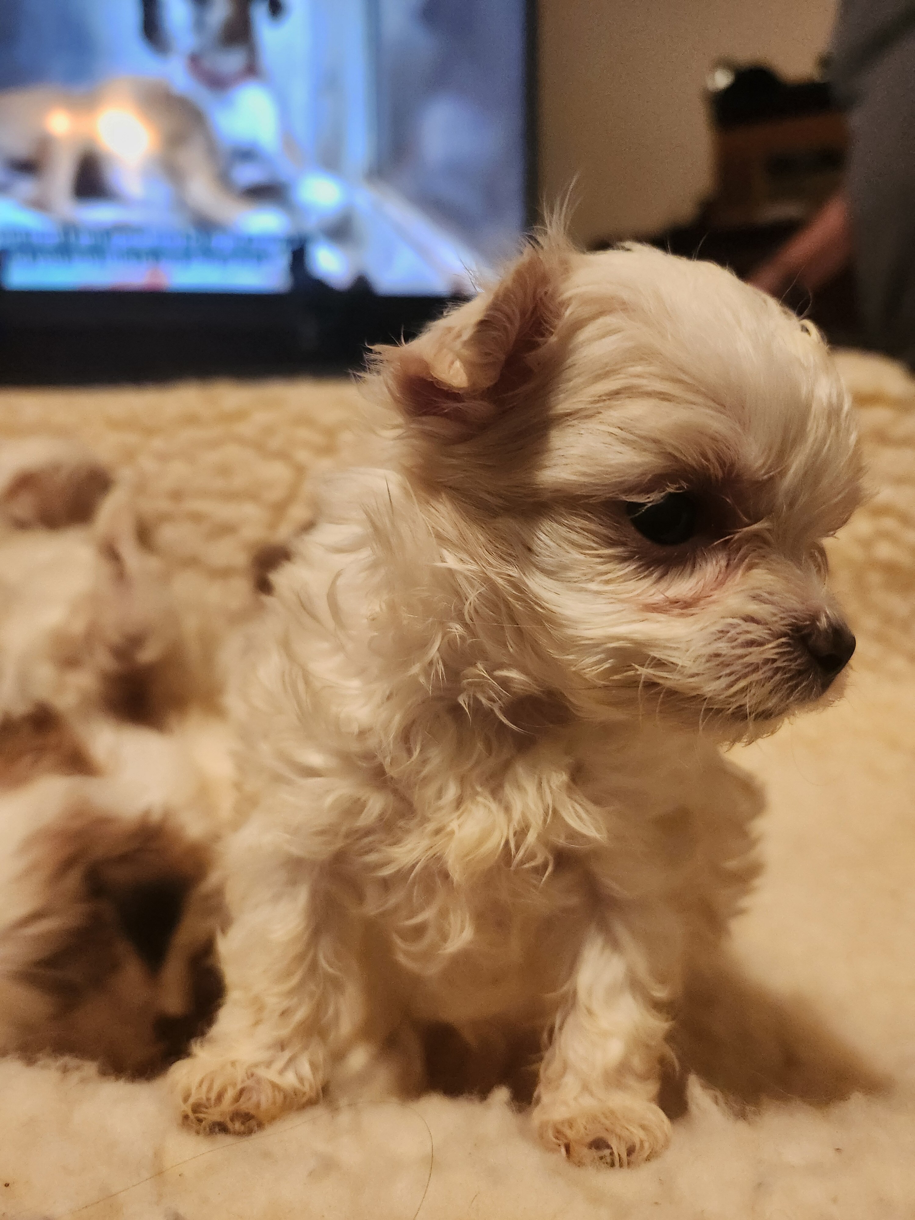 Morkie Babies image 1