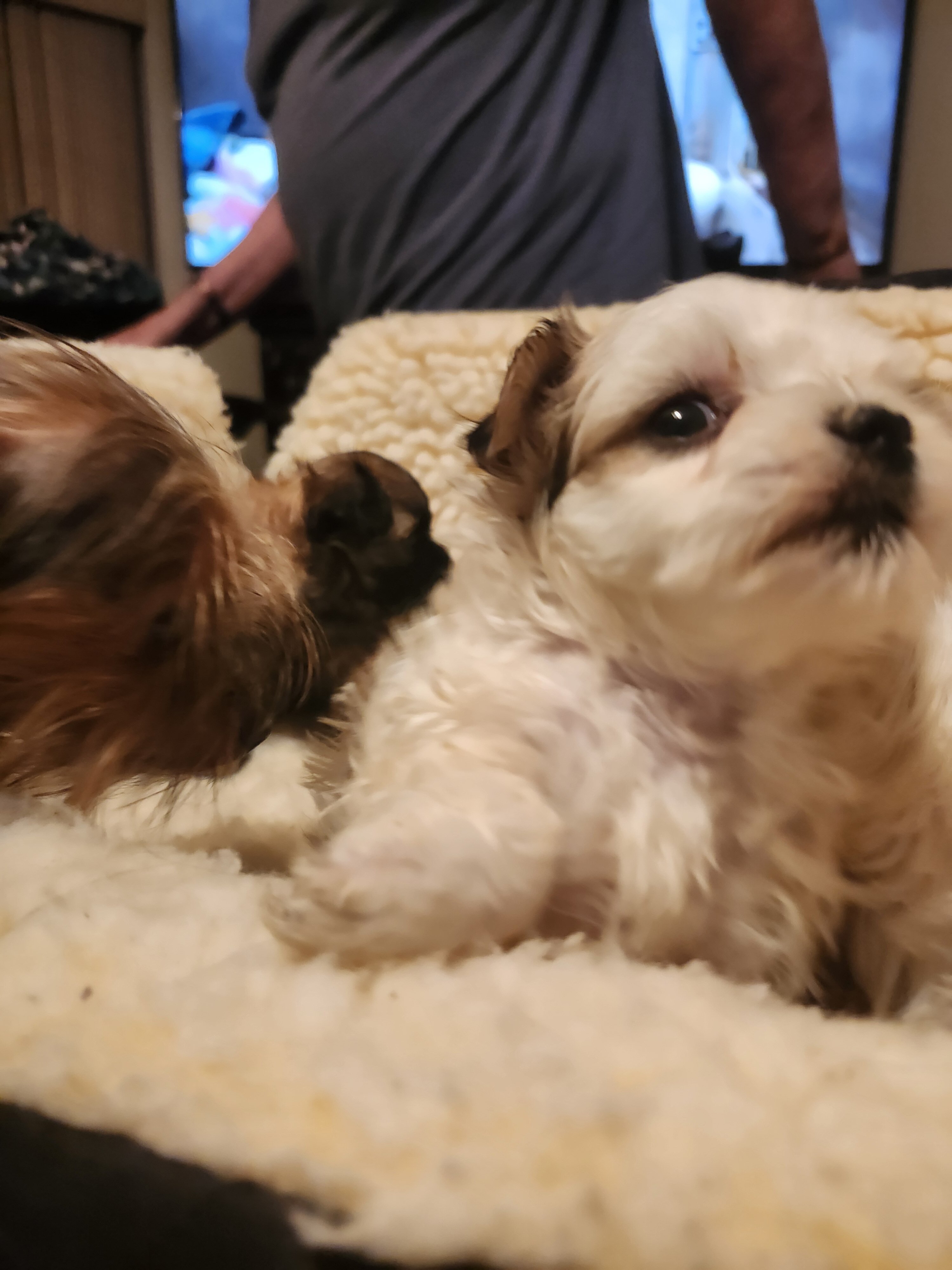Morkie Babies image 7