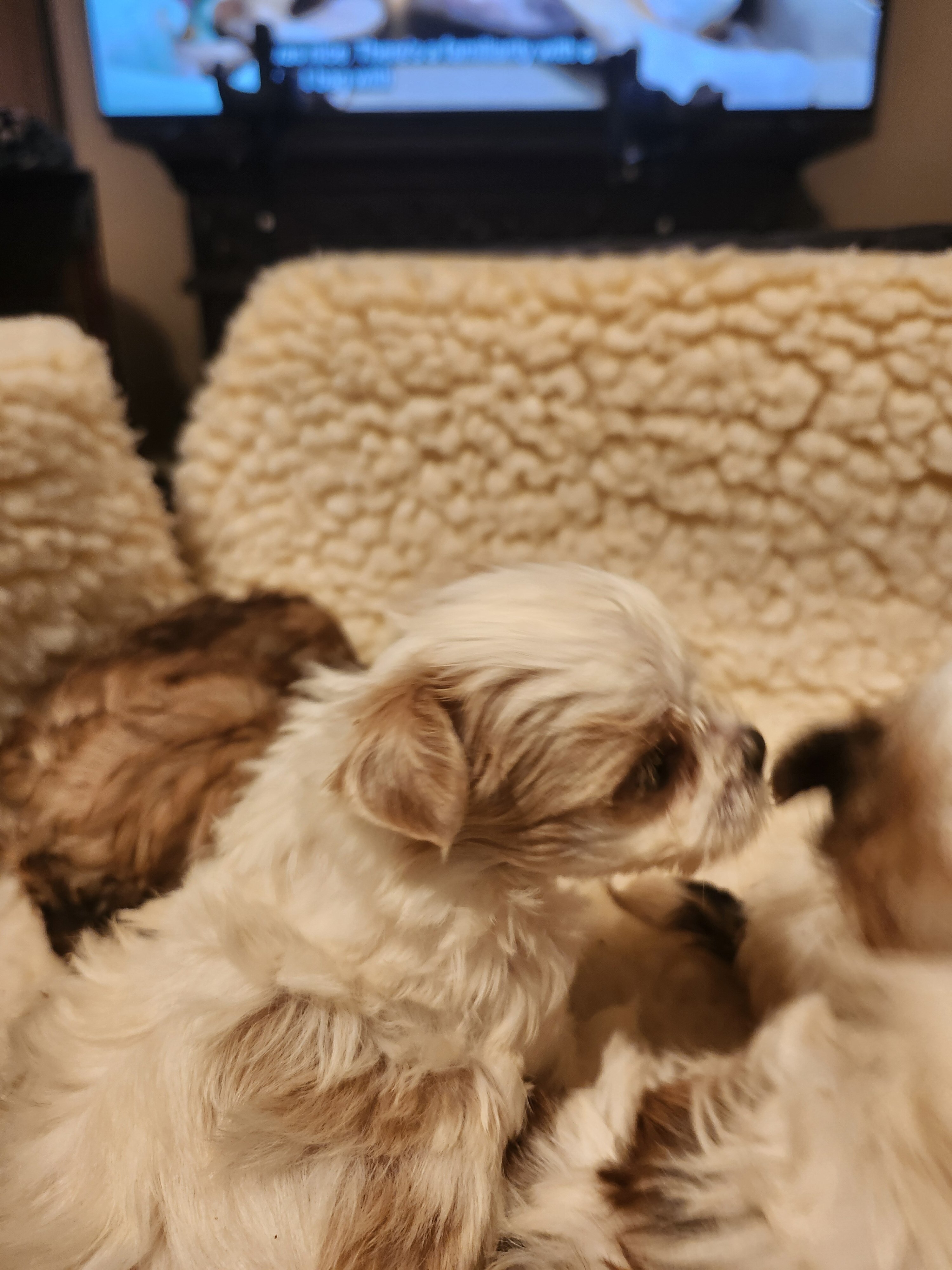 Morkie Babies image 6