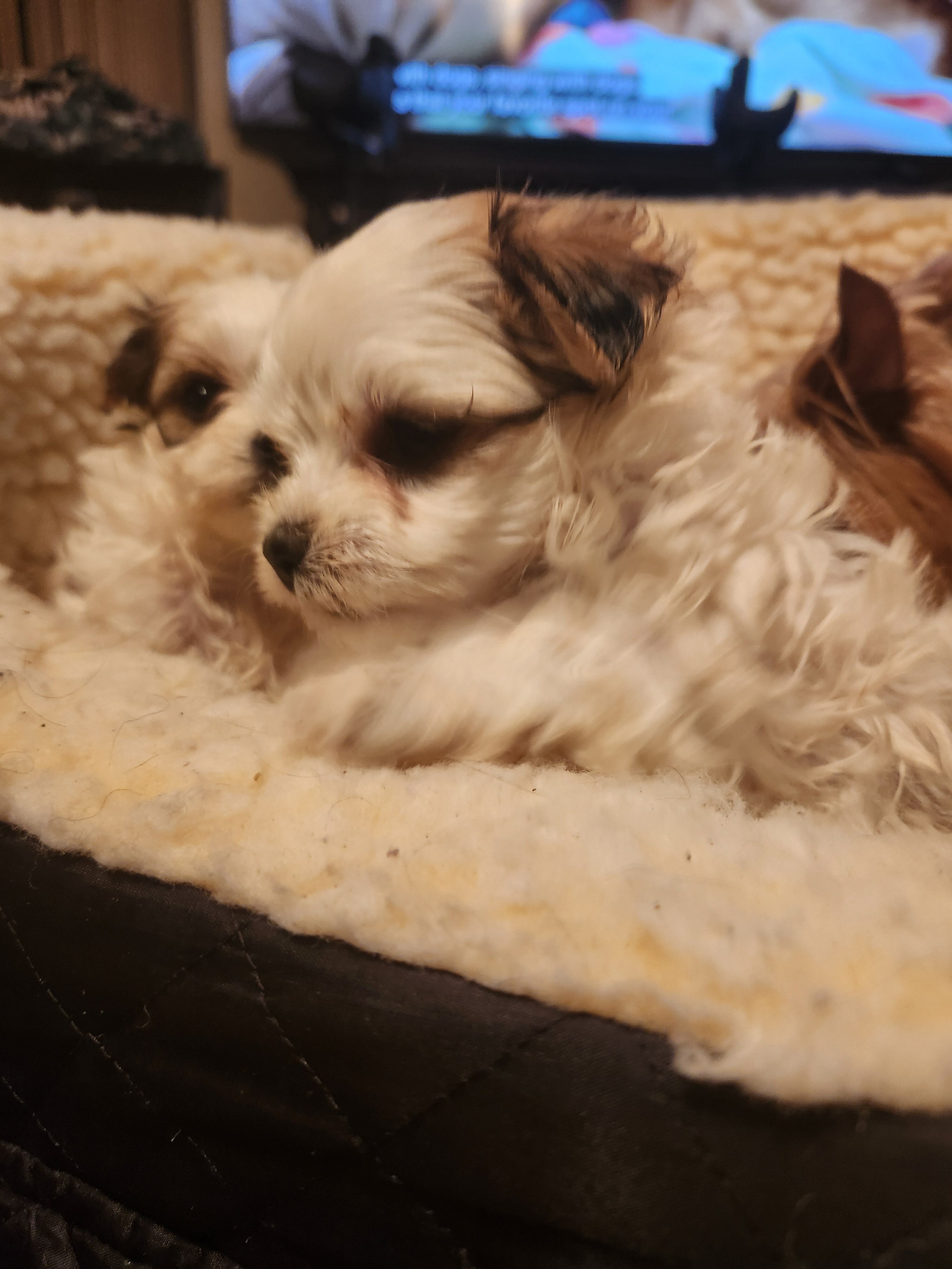 Morkie Babies image 4