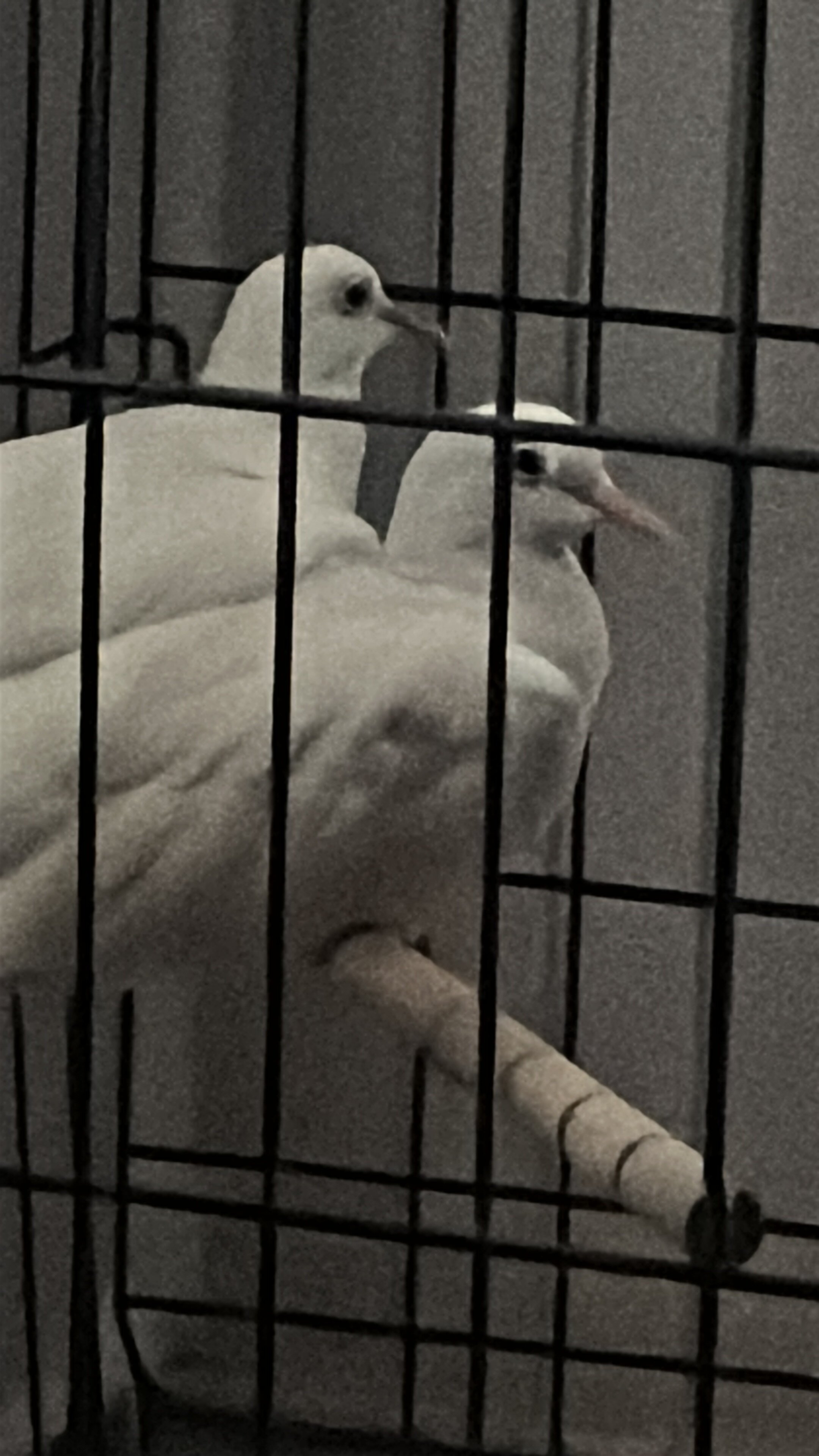 Ringneck Dove Pair image 1