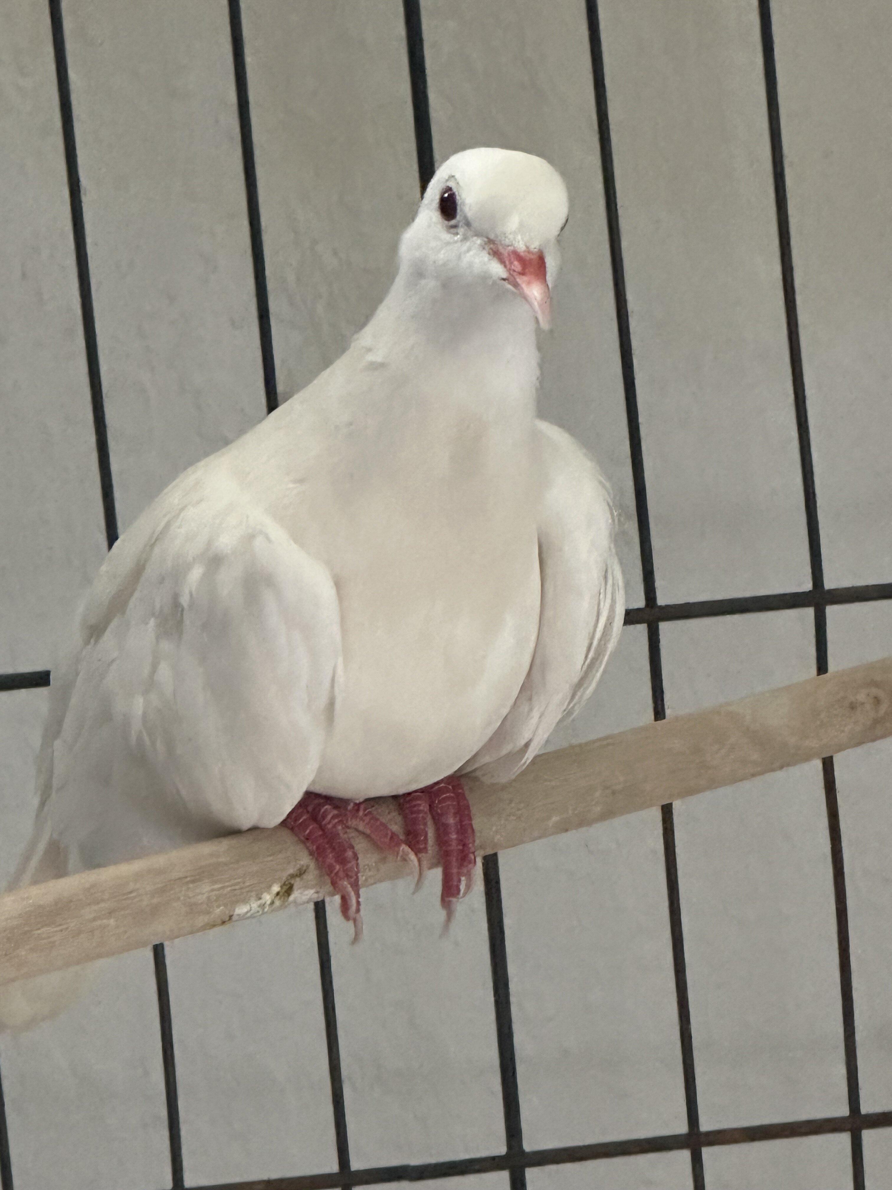 Ringneck Dove Pair image 2
