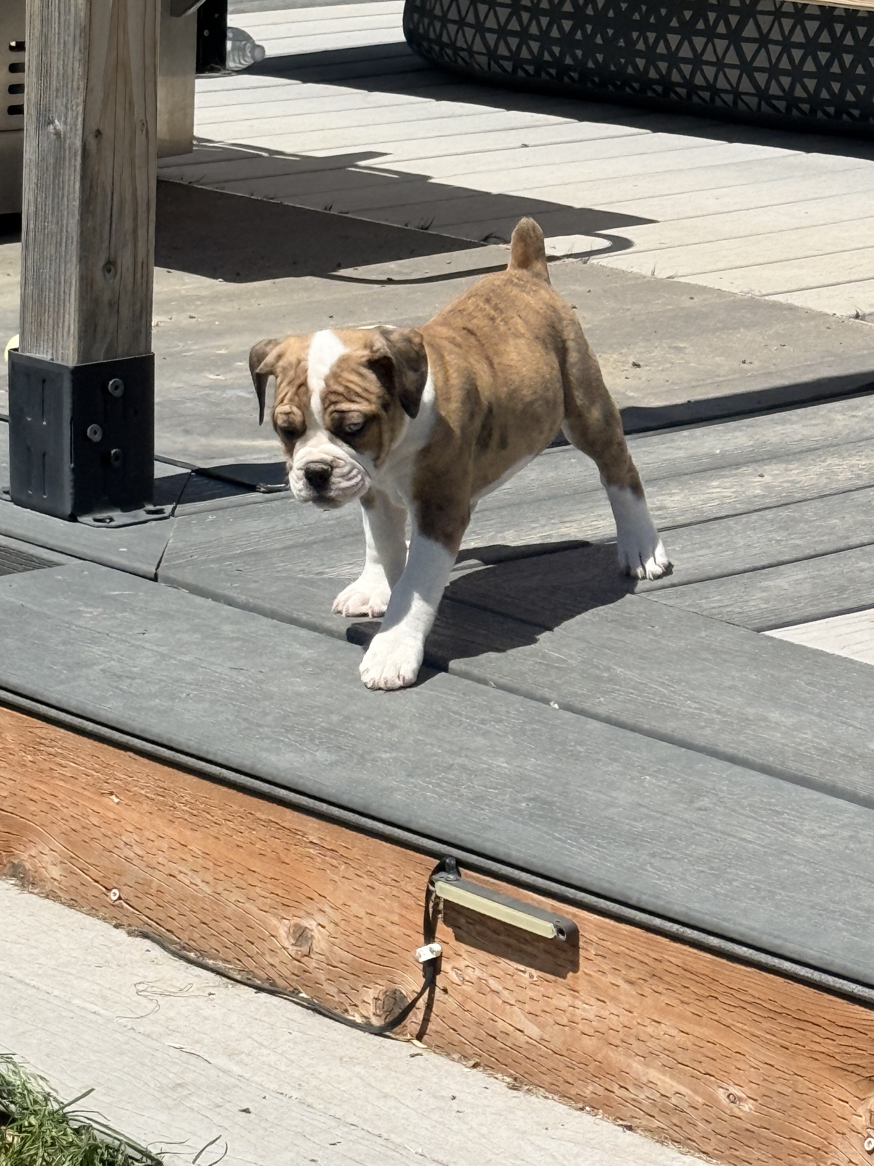 Olde English Bulldog image 3