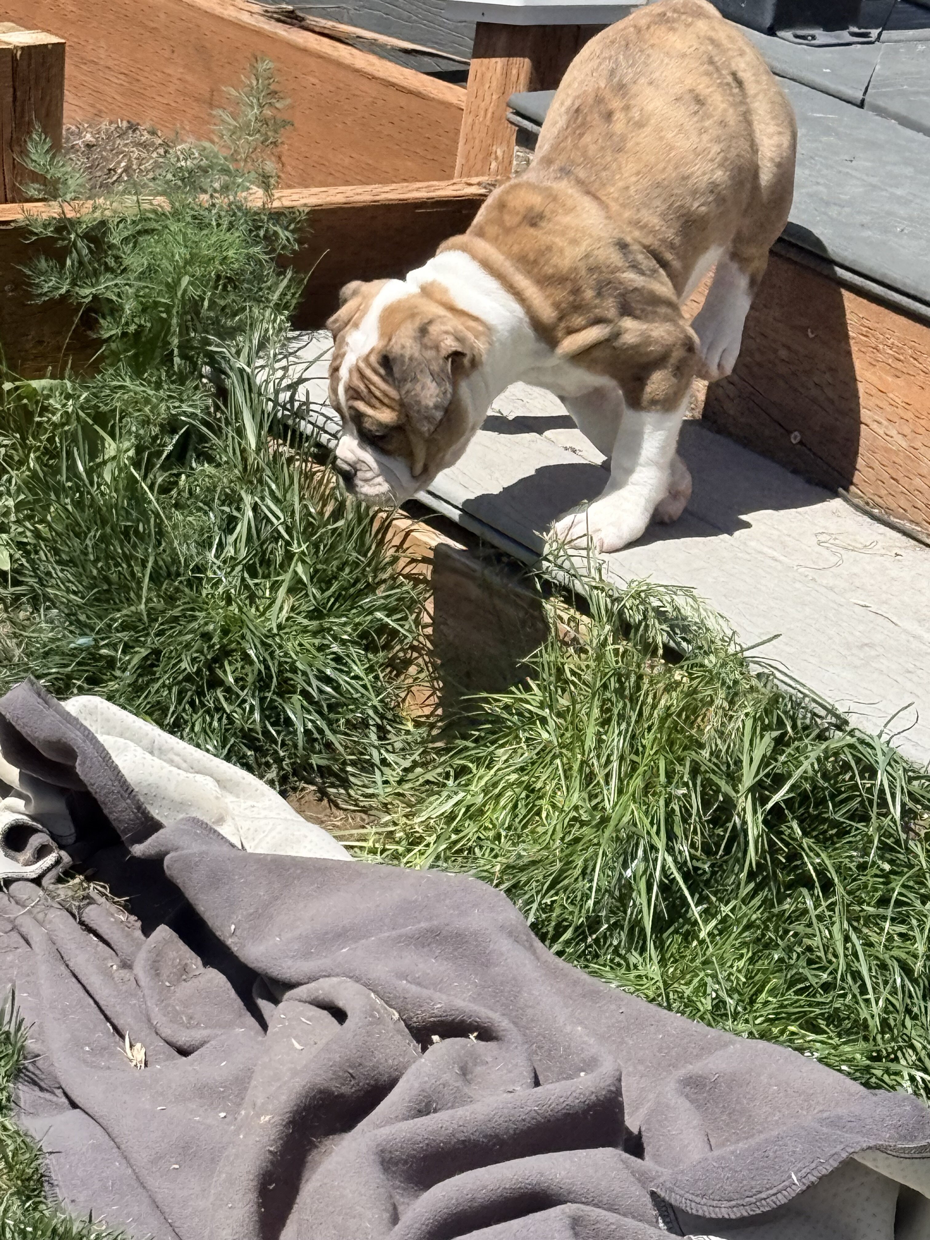 Olde English Bulldog image 5