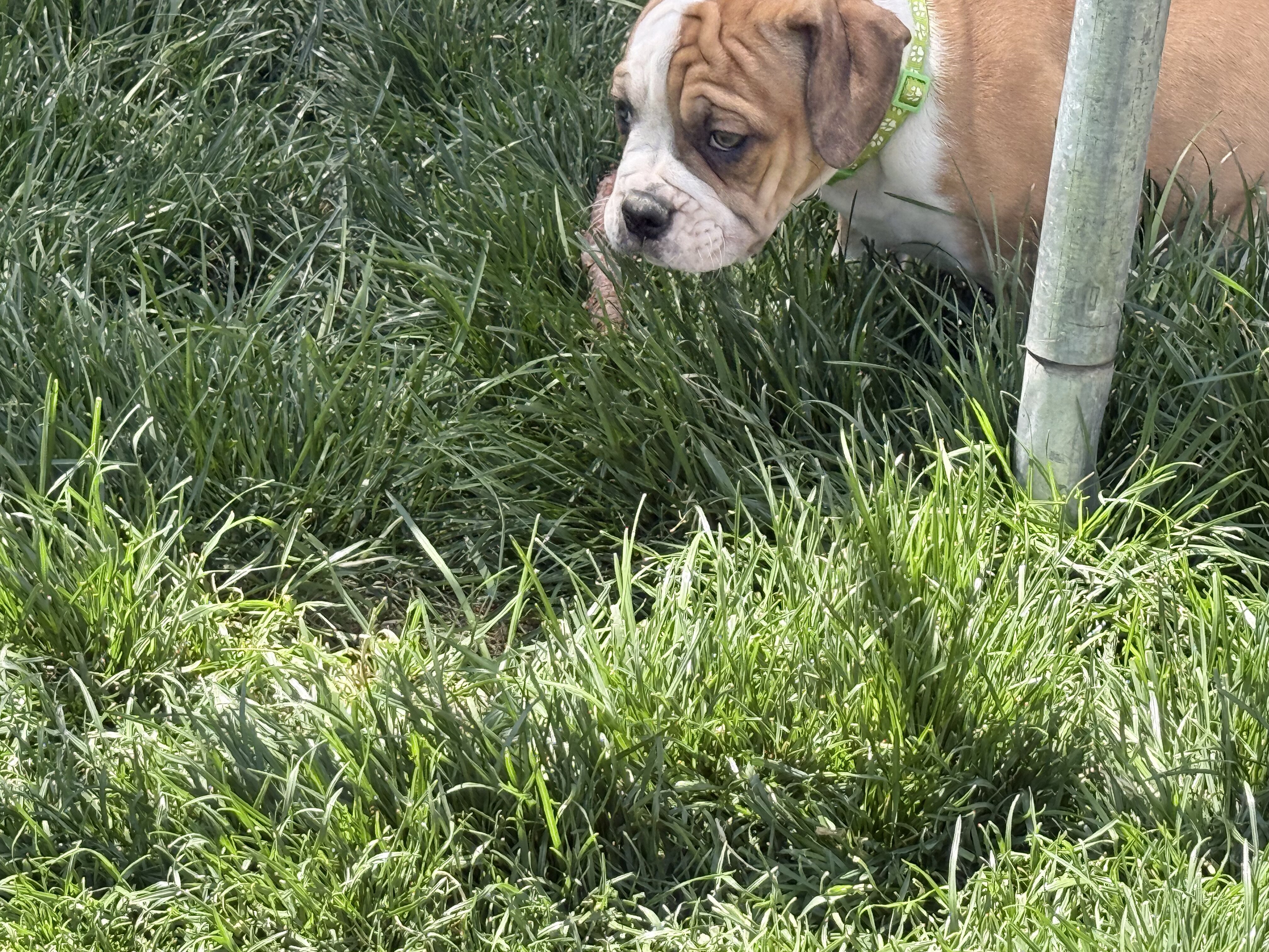 Olde English Bulldog image 4