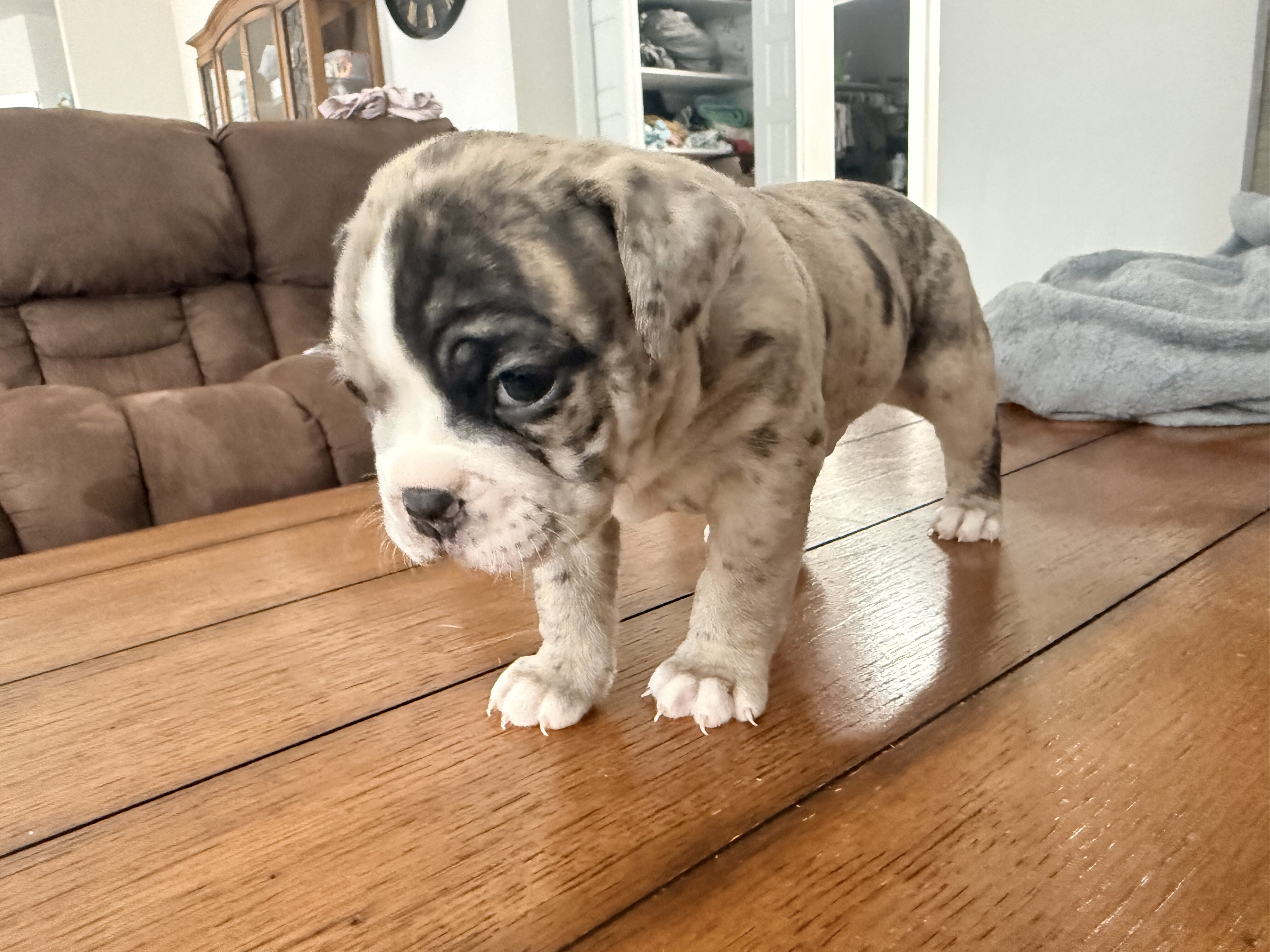 Olde English Bulldog image 2