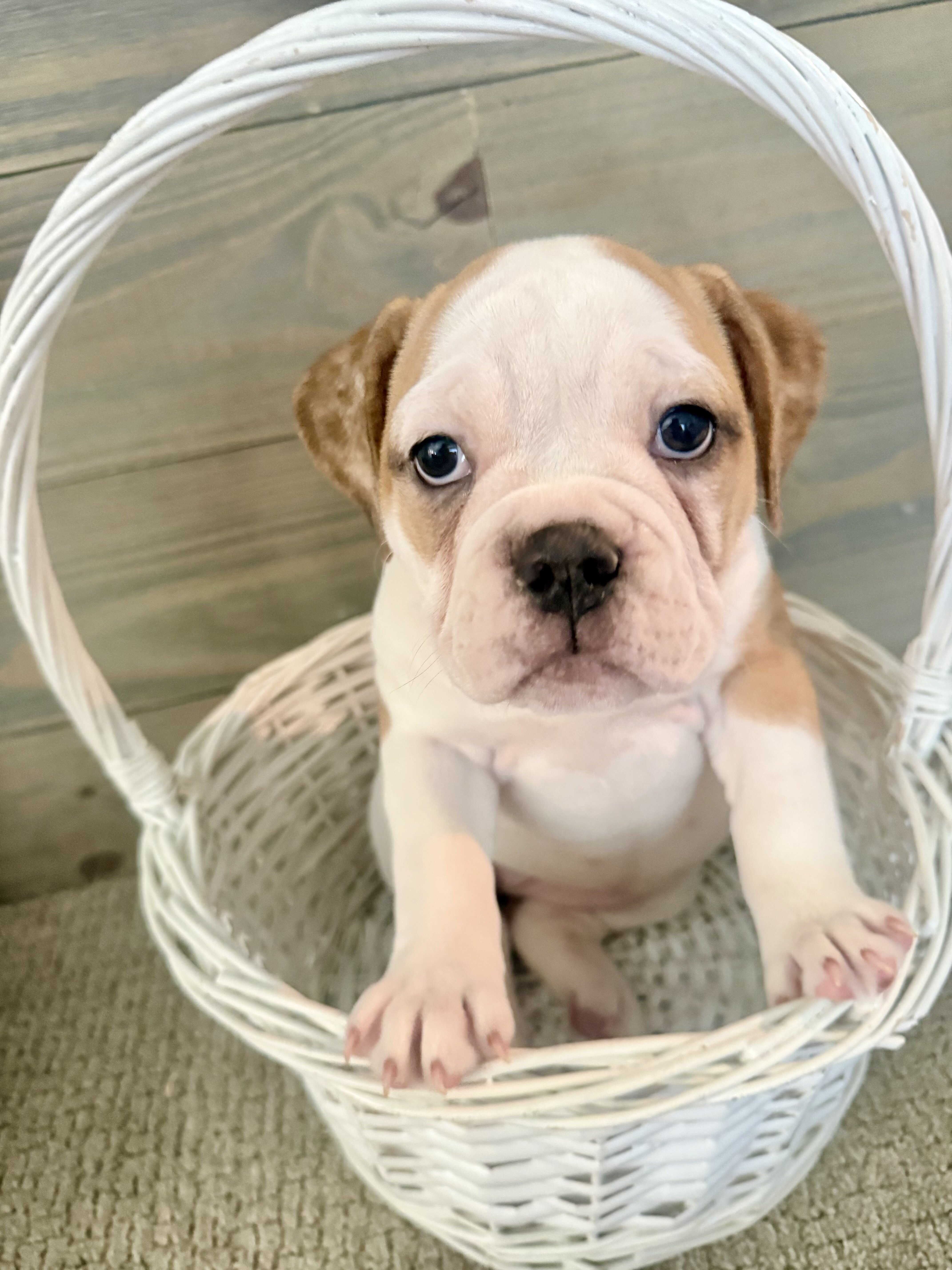 Olde English Bulldog image 1