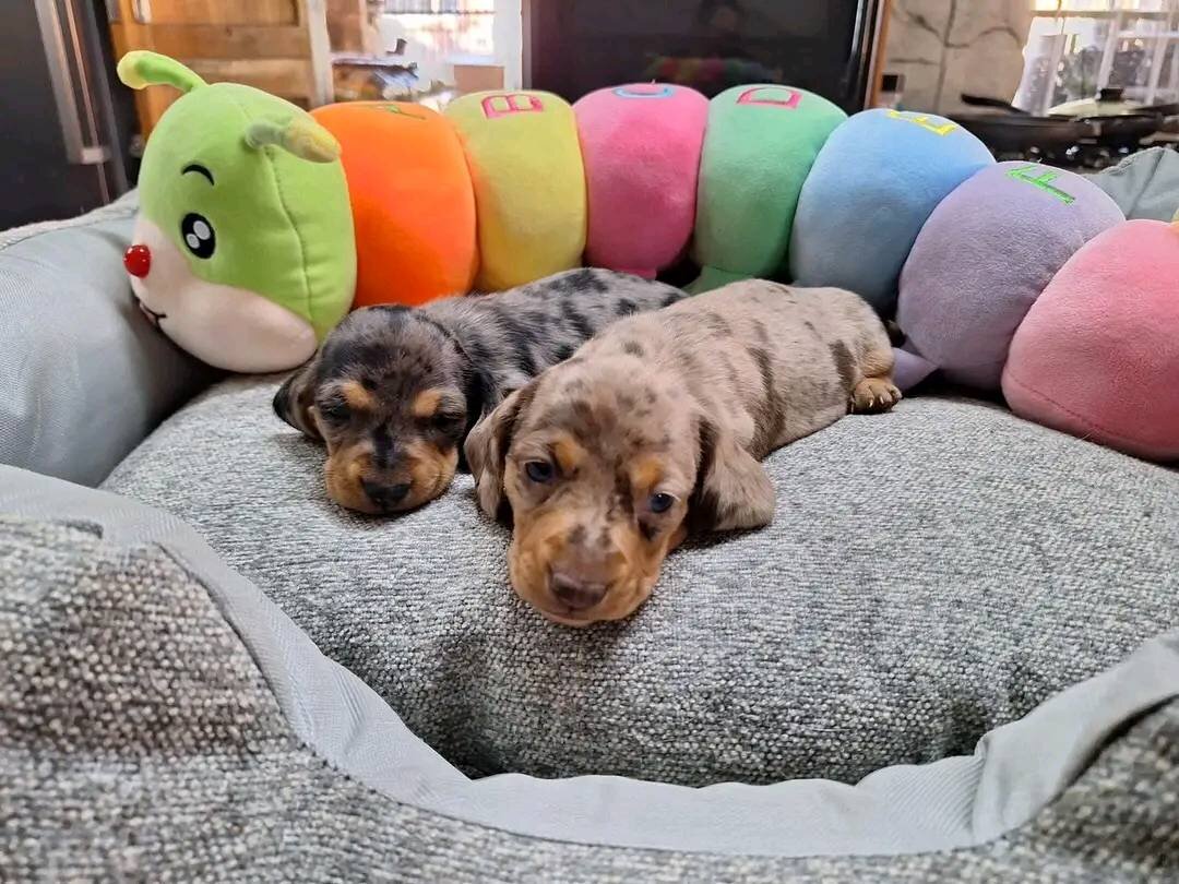 Adorable Dachshund puppies Male and Female image 1