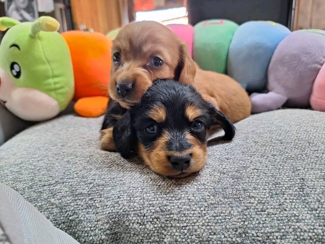 Adorable Dachshund puppies Male and Female image 2