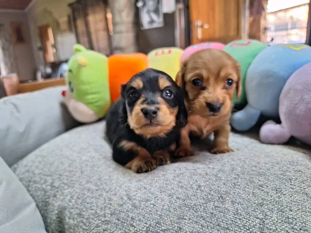 Adorable Dachshund puppies Male and Female image 3