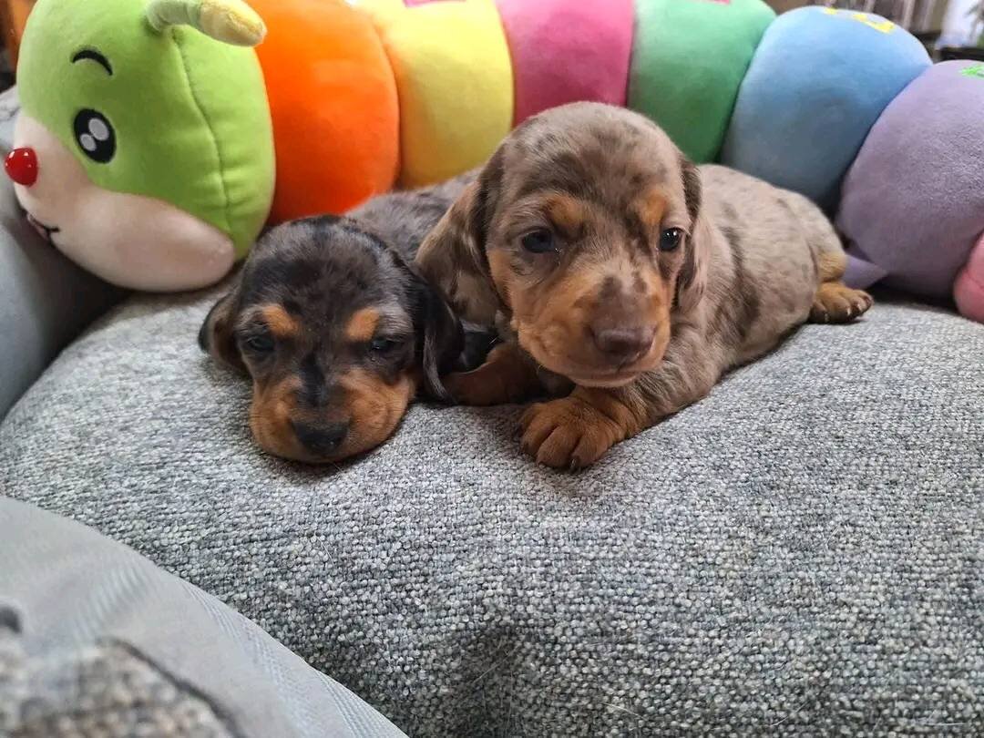 Adorable Dachshund puppies Male and Female image 4