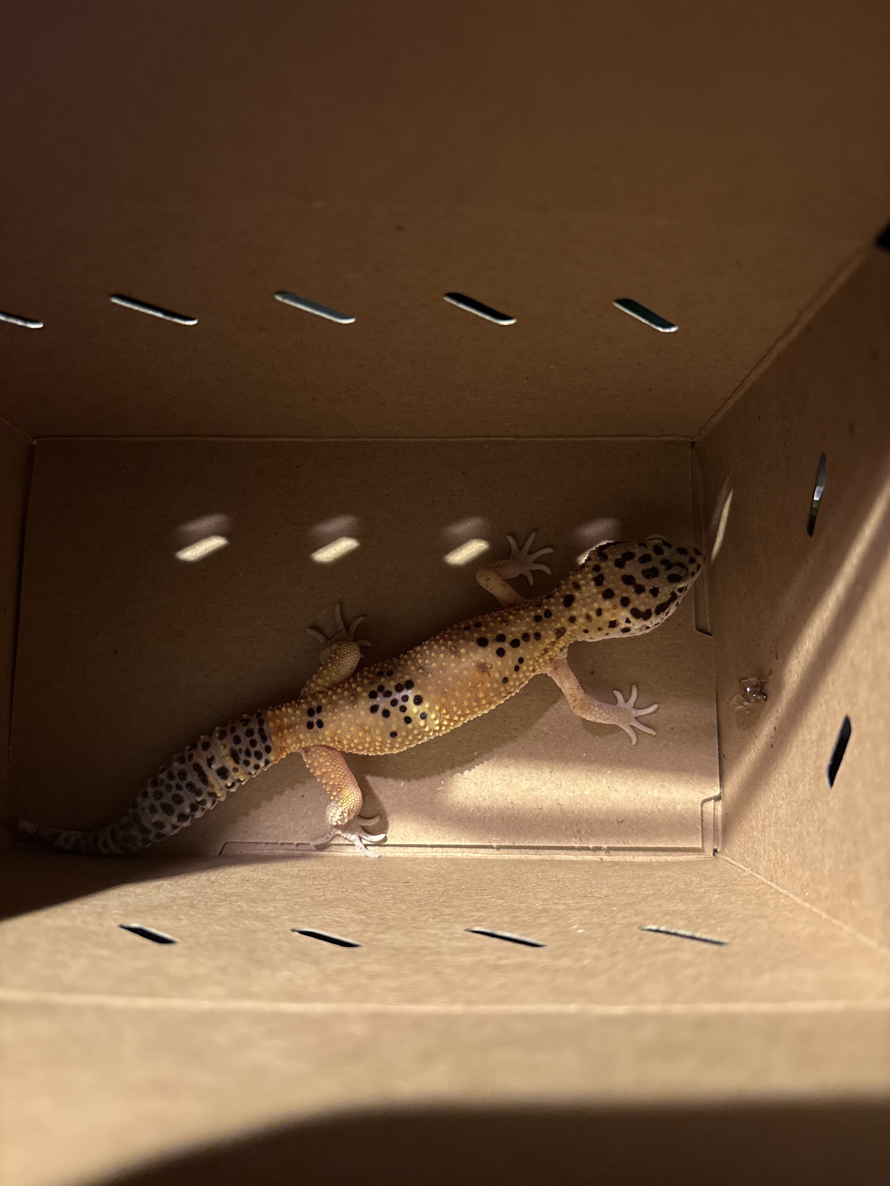 Leapord Gecko image 3
