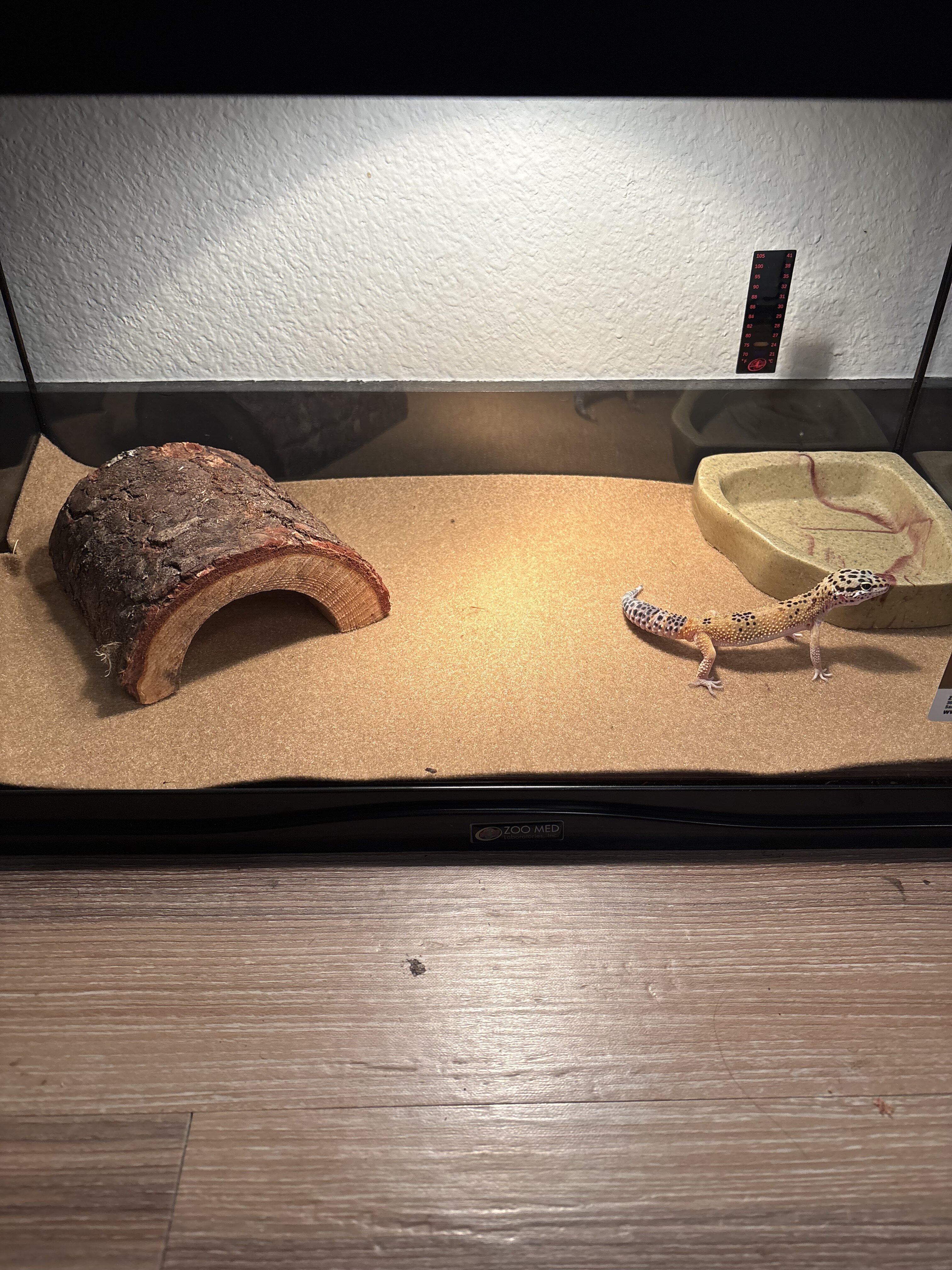 Leapord Gecko image 4
