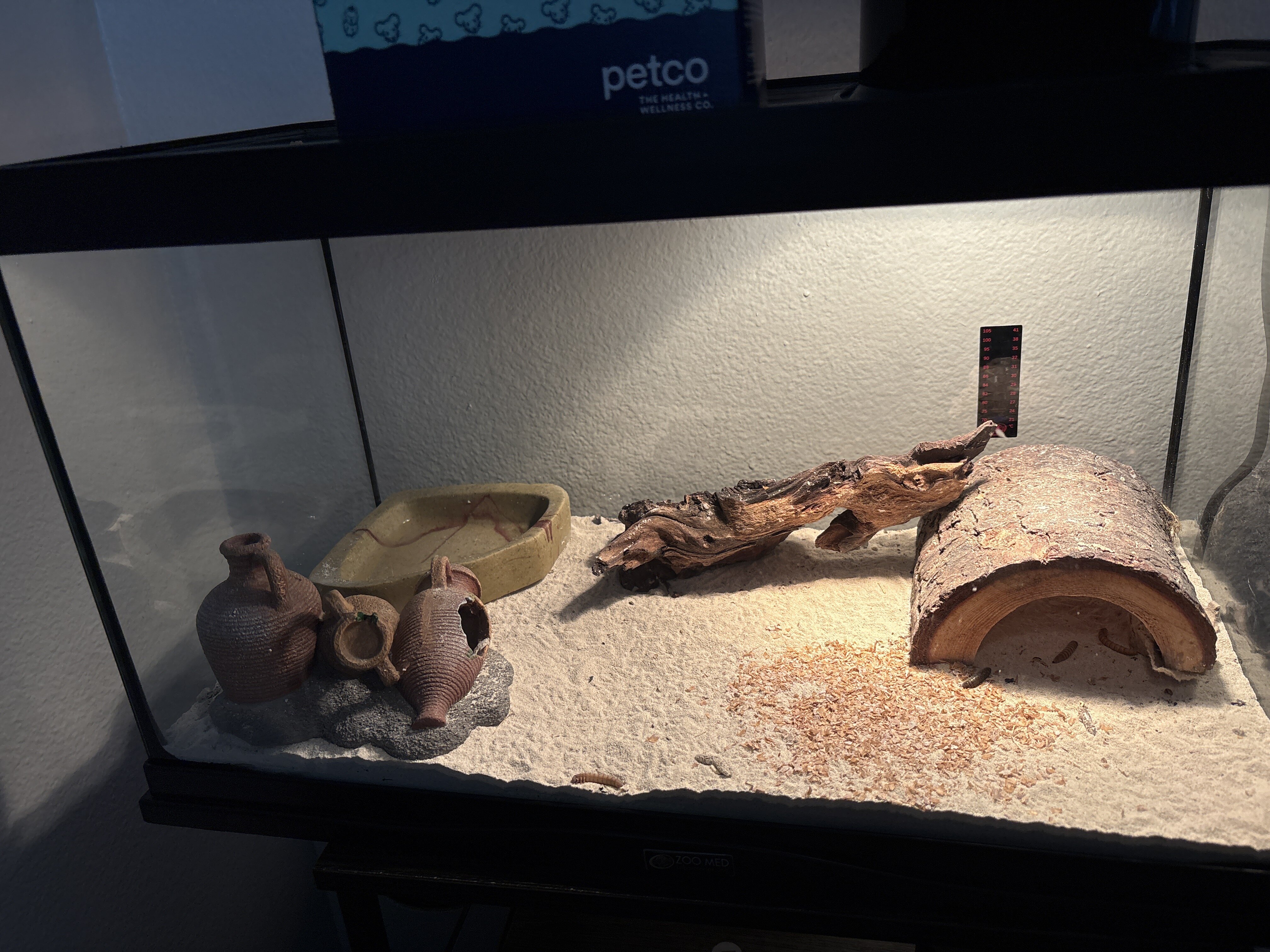 Leapord Gecko image 2