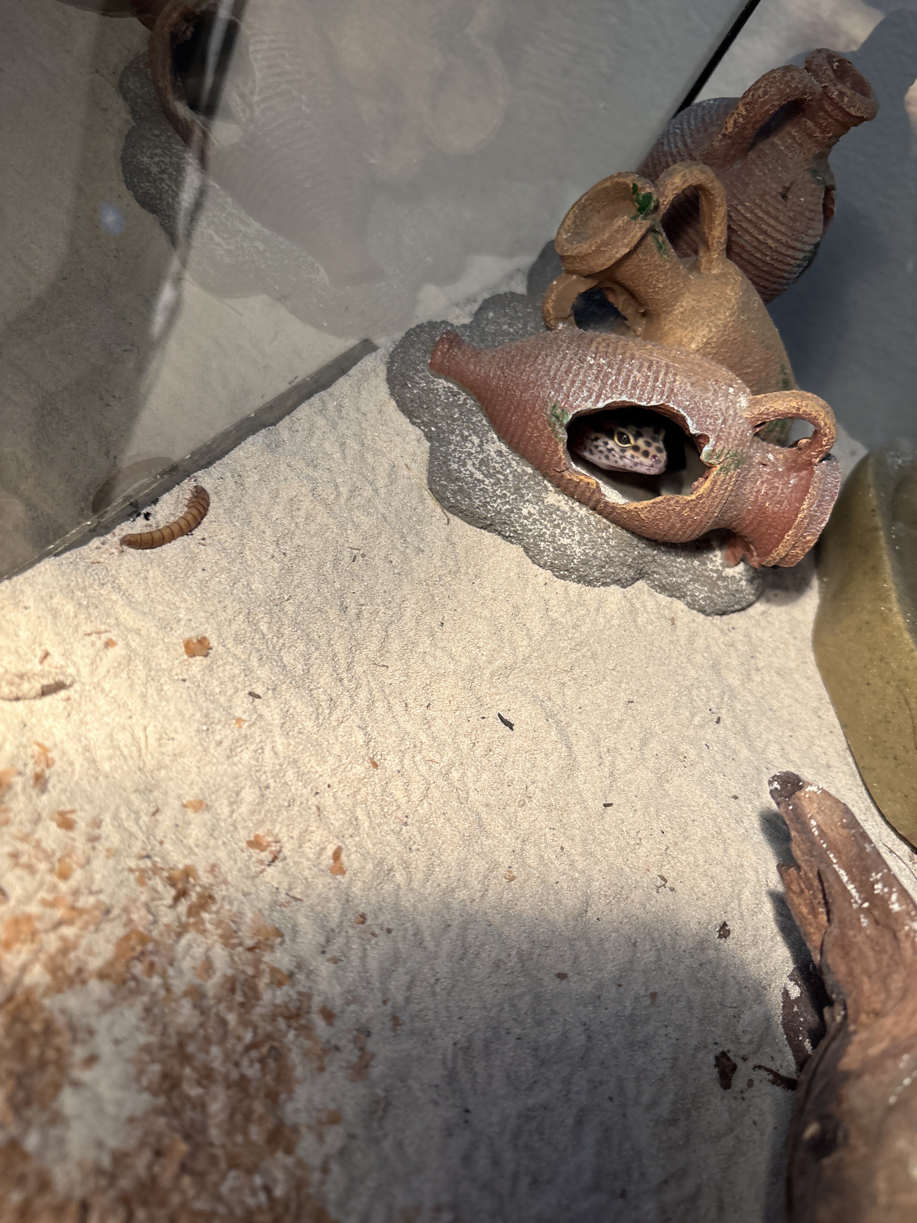Leapord Gecko image 1