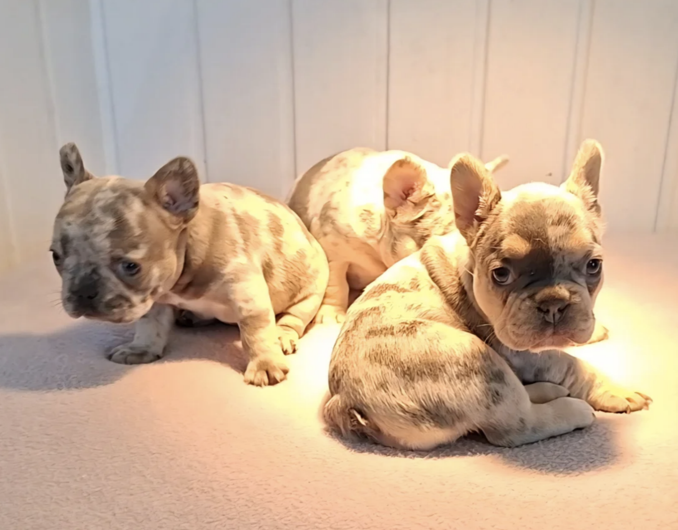 Quality French Bulldog Puppies image 1
