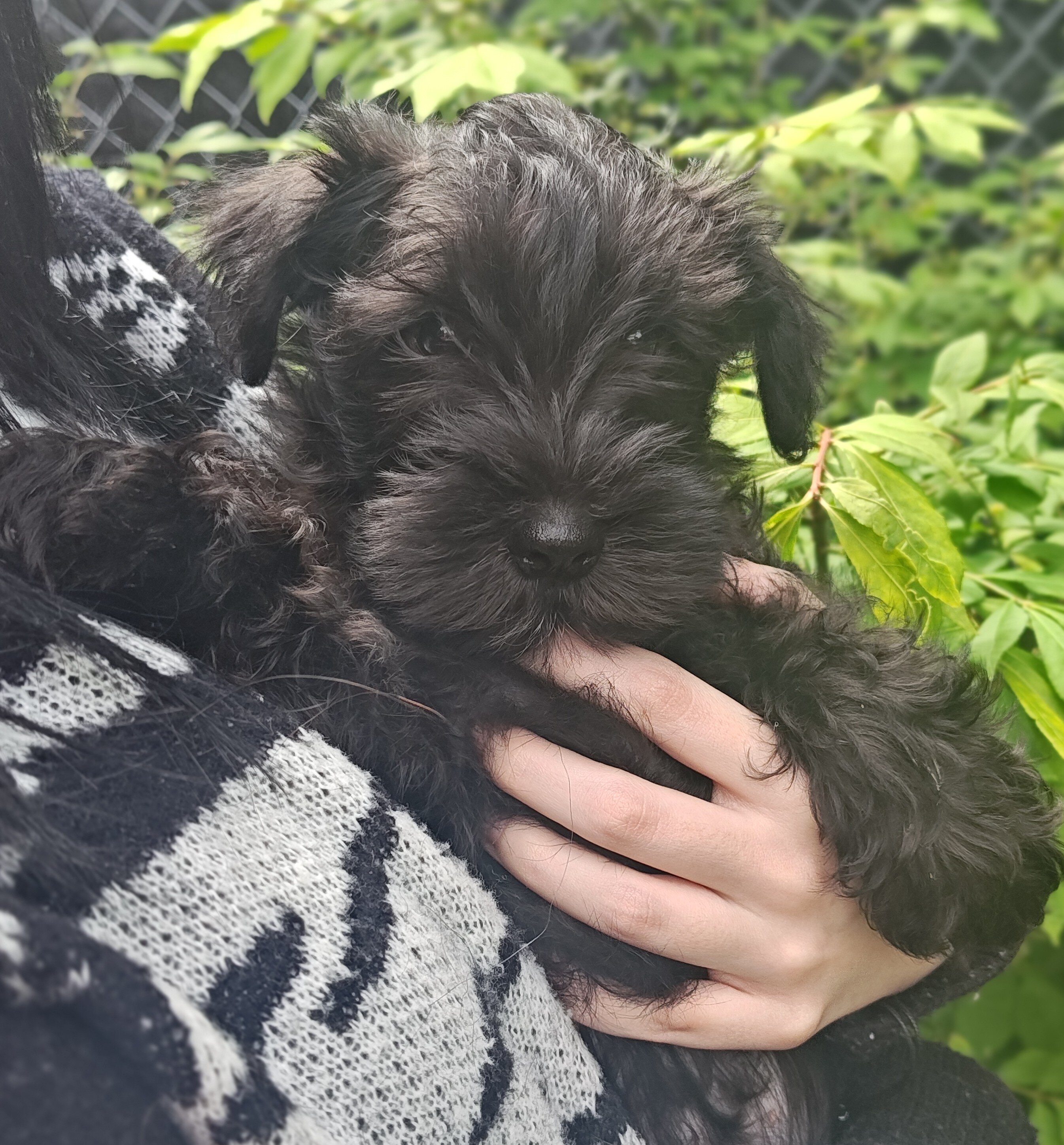 Miniature schnauzer image 1