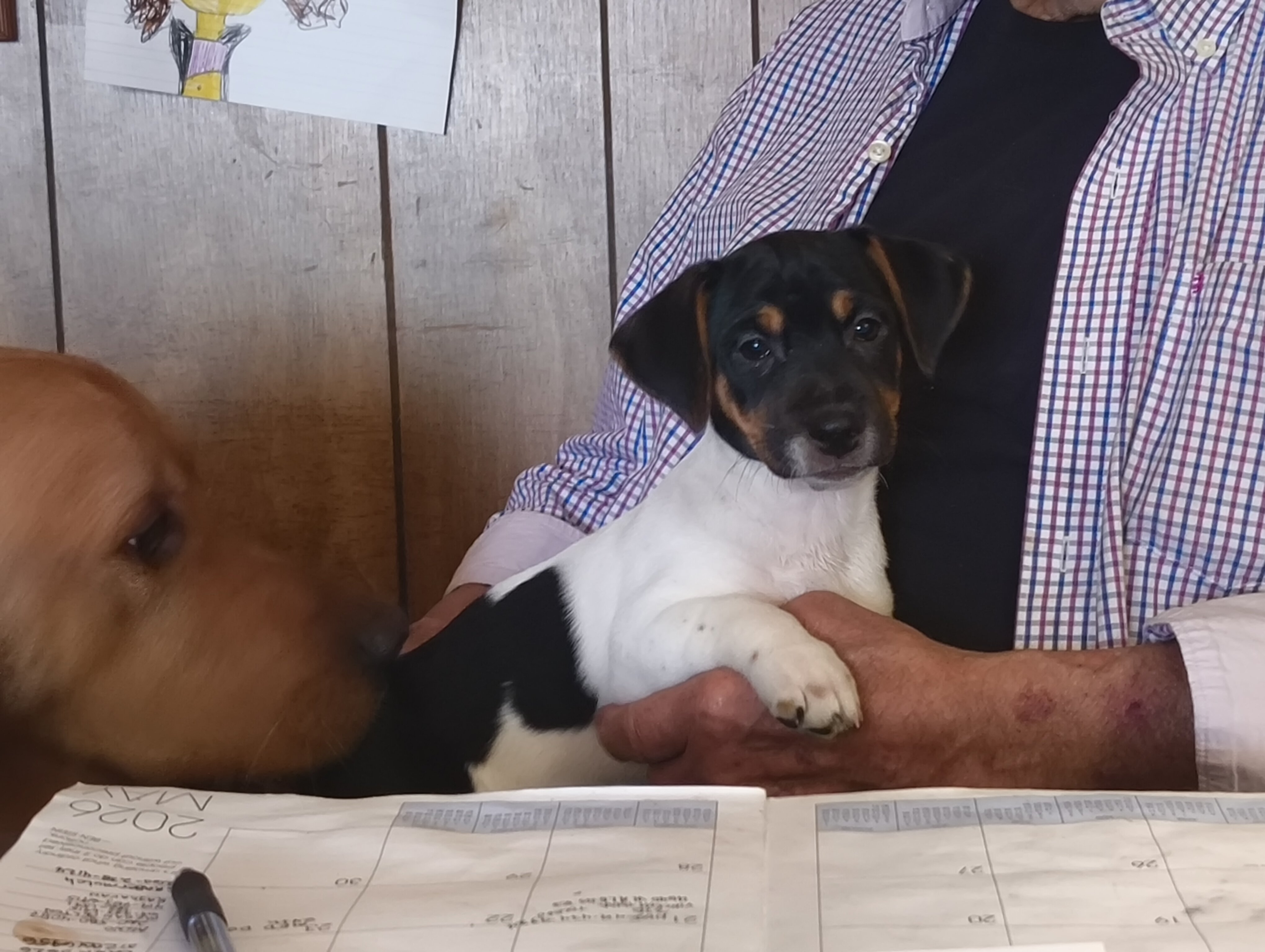 Jack Russell Pups image 1