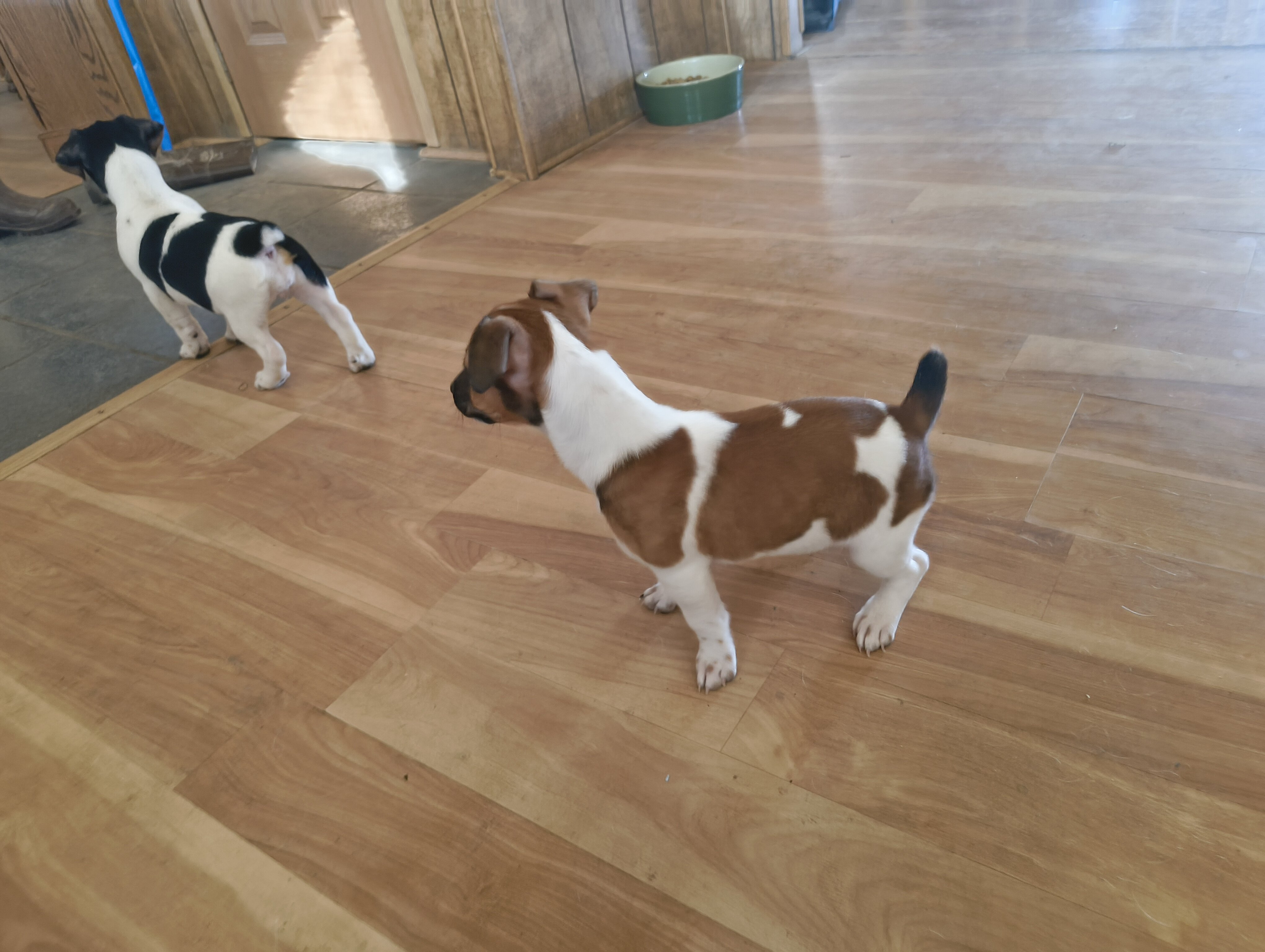 Jack Russell puppy image 2