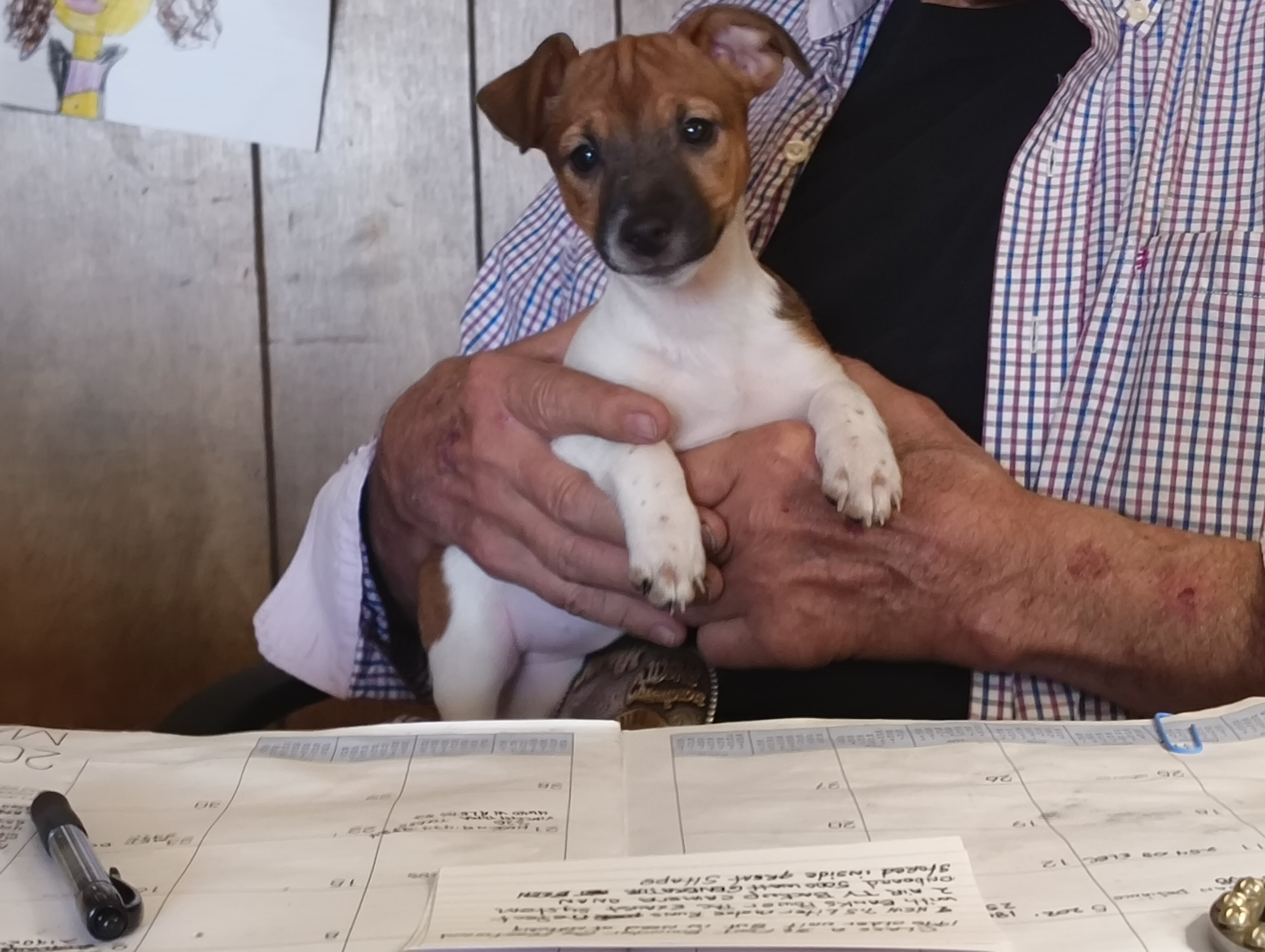 Jack Russell puppy image 1