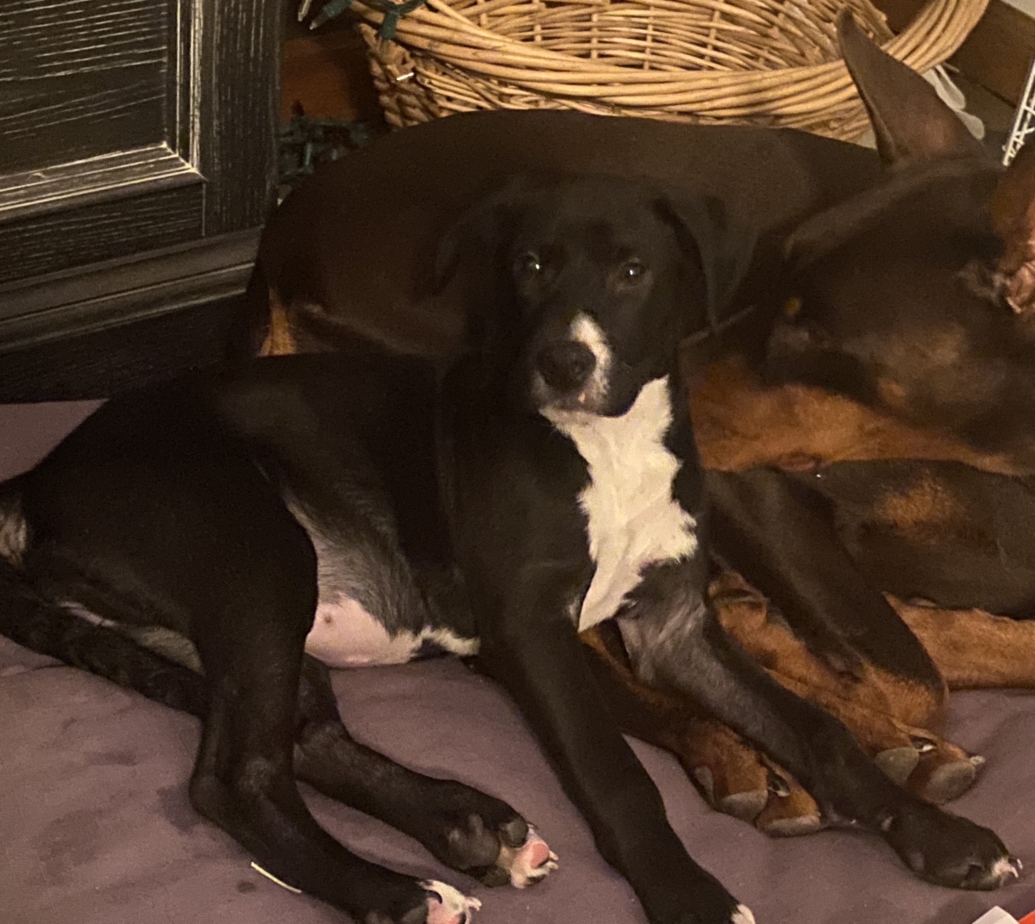 Vee - family Pet image 1