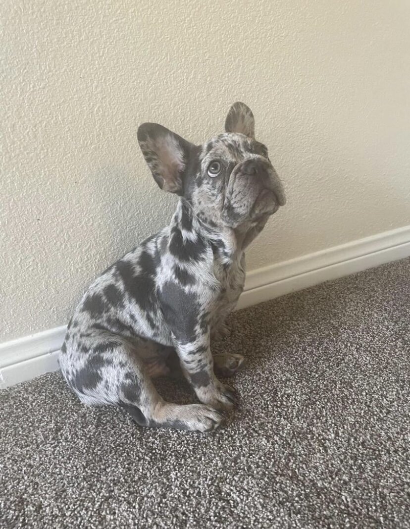 Dan is 2 years old Frenchie bulldog image 1