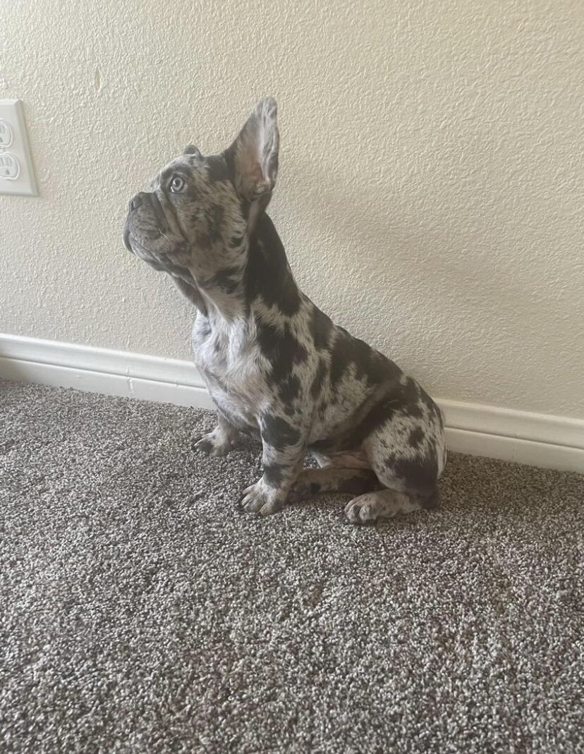 Dan is 2 years old Frenchie bulldog image 2