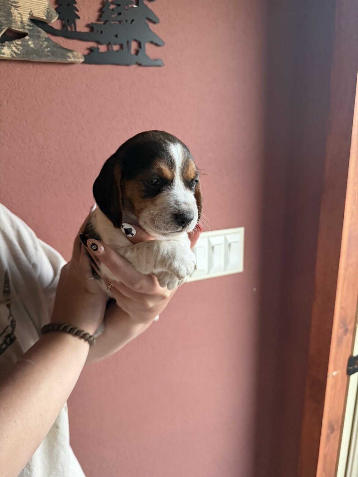 Beagle puppy image 1