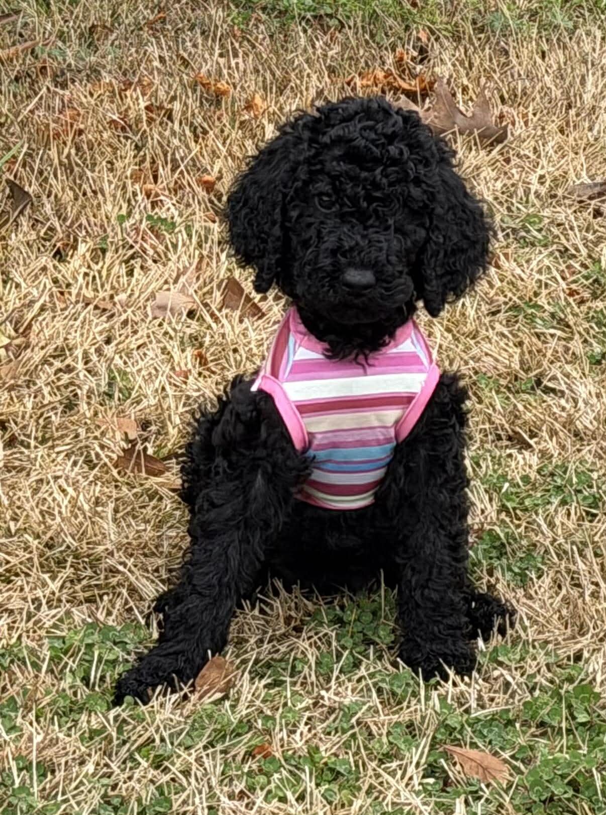AKC Standard Poodle Female image 2