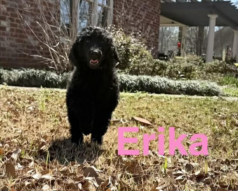 AKC Standard Poodle Female image 1