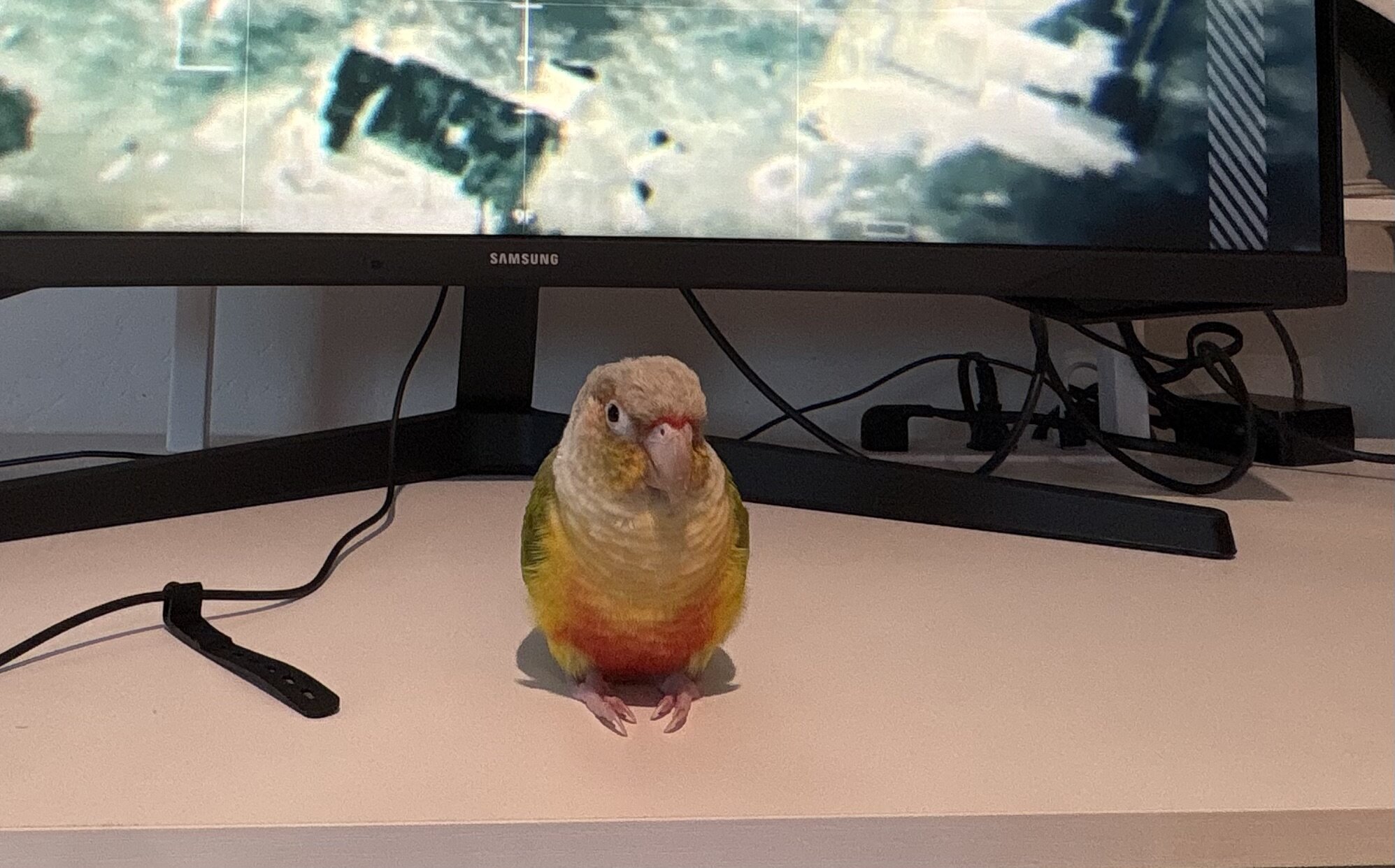 Pineapple conure image 3