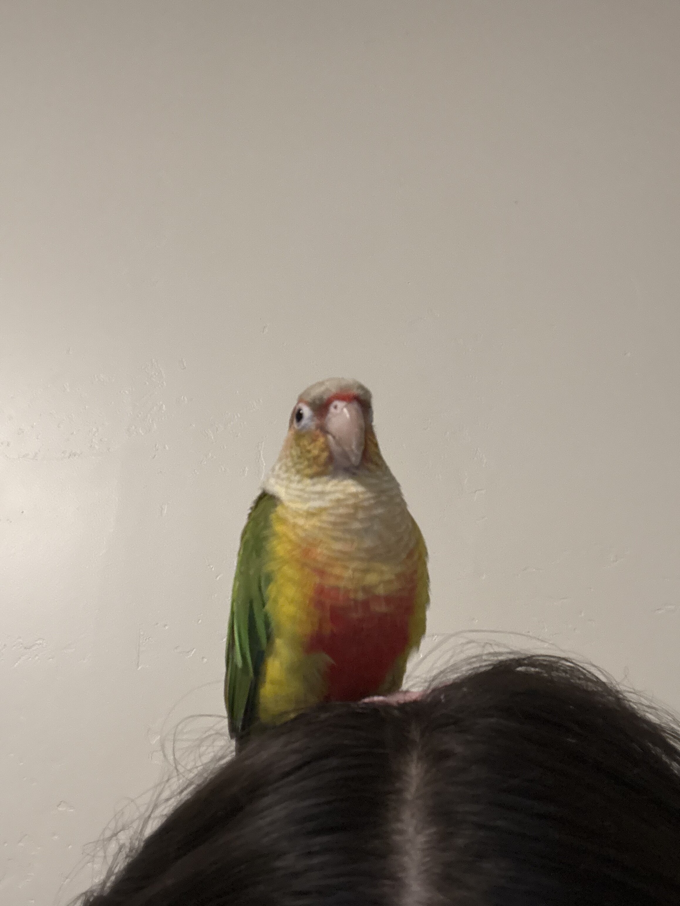 Pineapple conure image 2