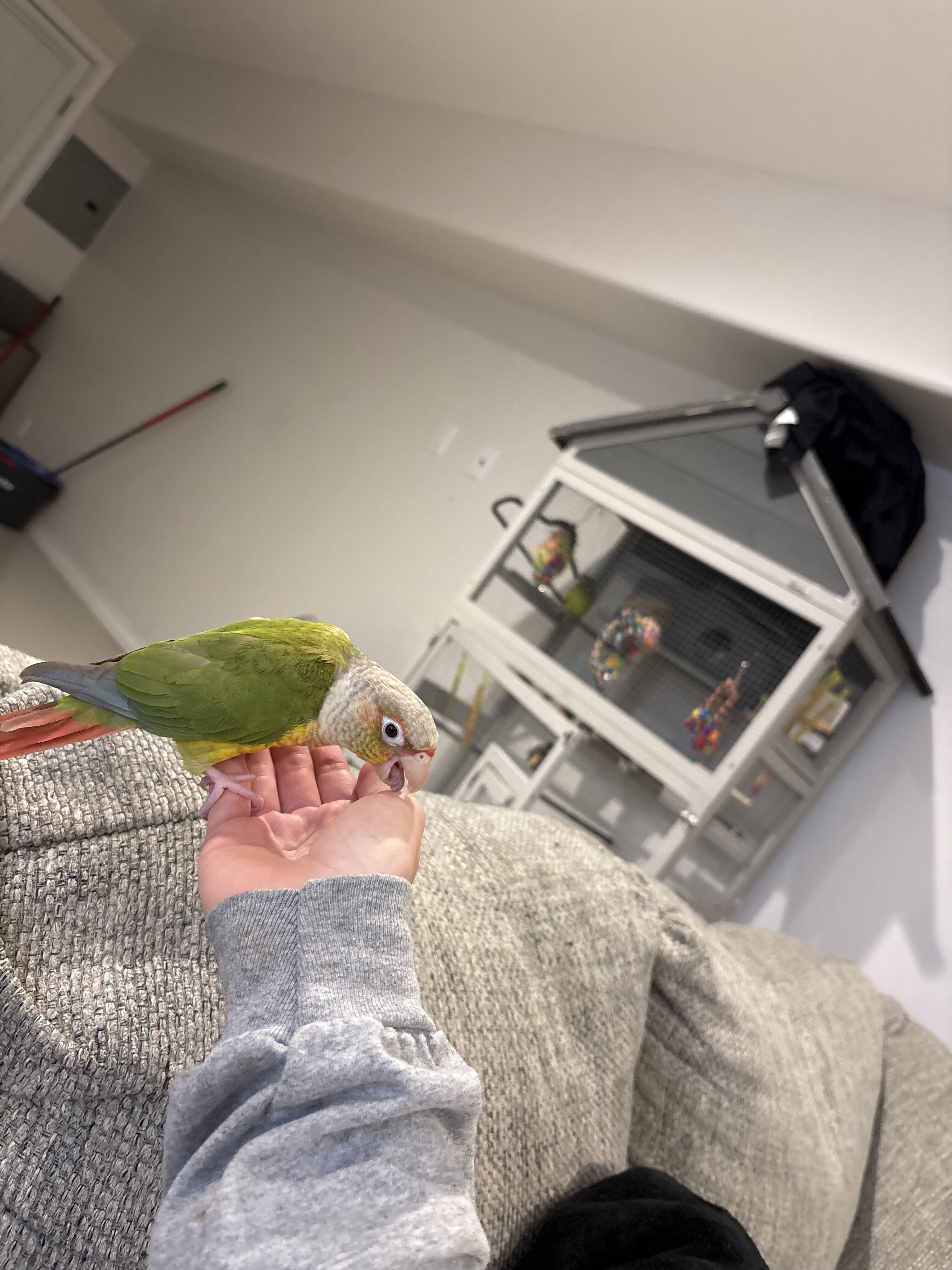 Pineapple conure image 1