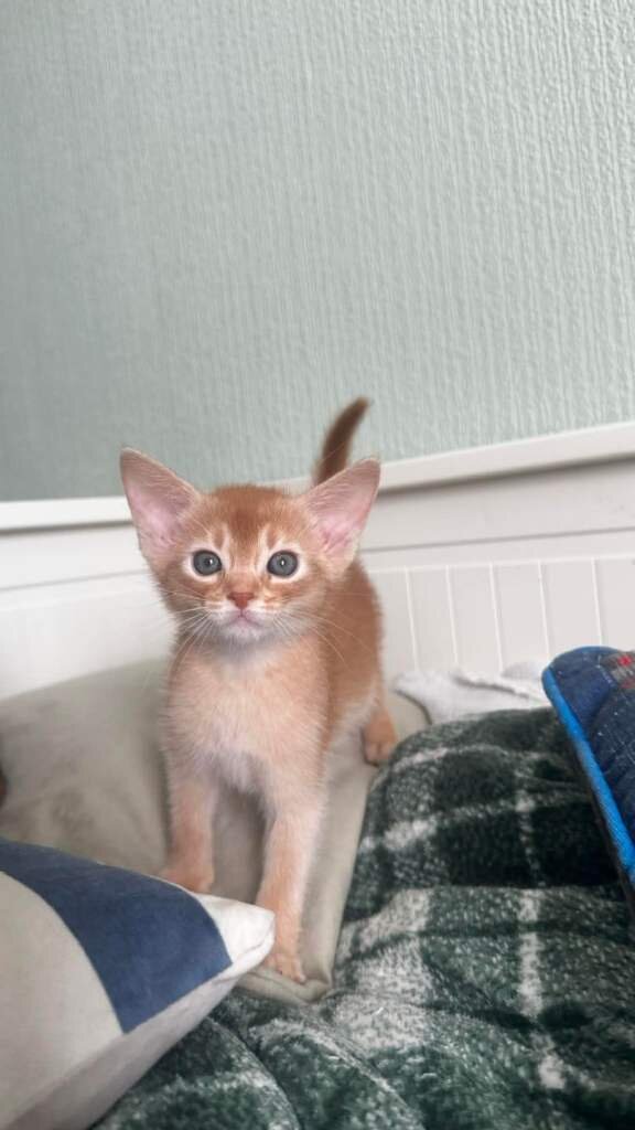 Beautiful pedigree tica abyssinian kittens image 1