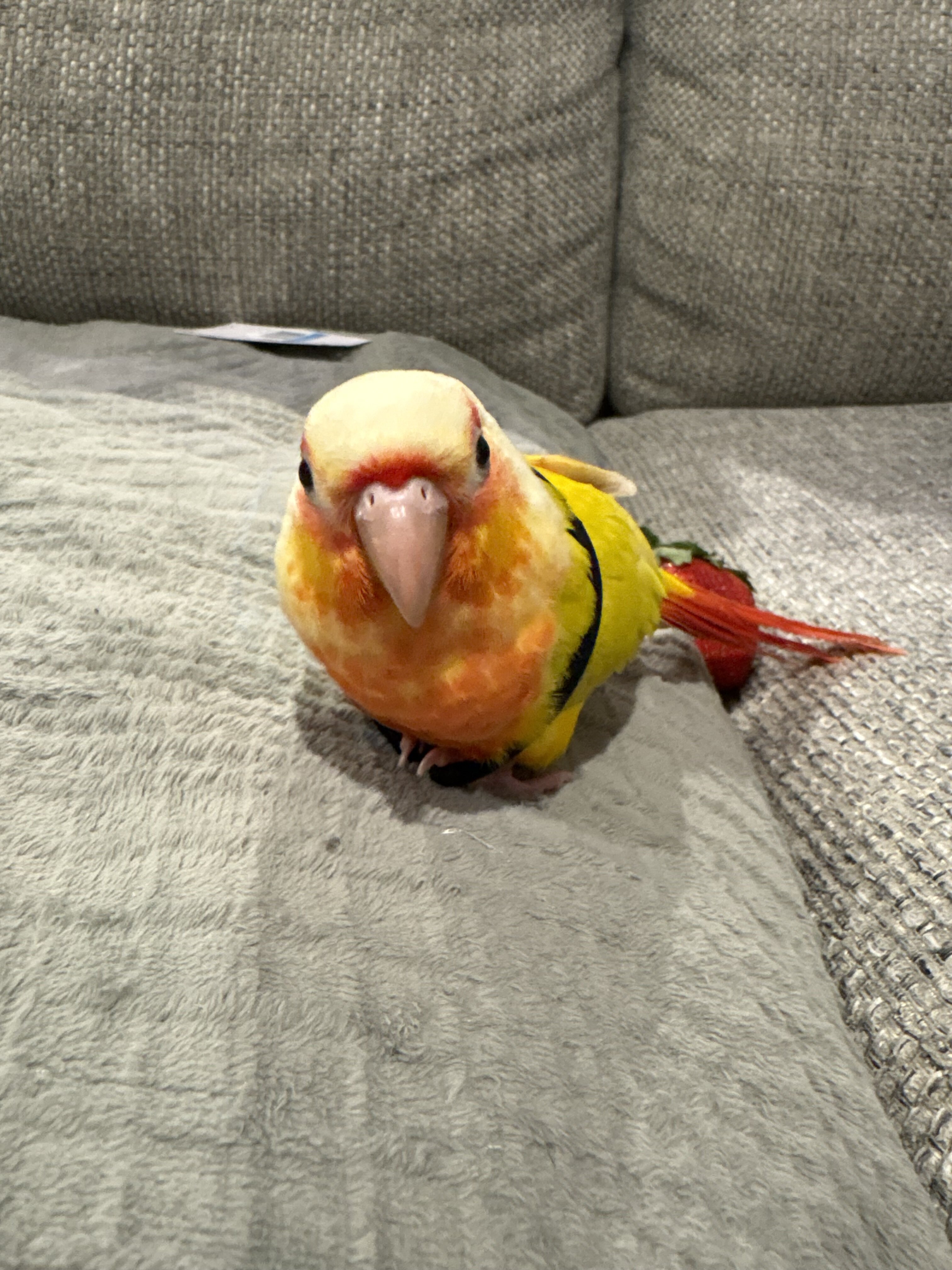 Conure image 2