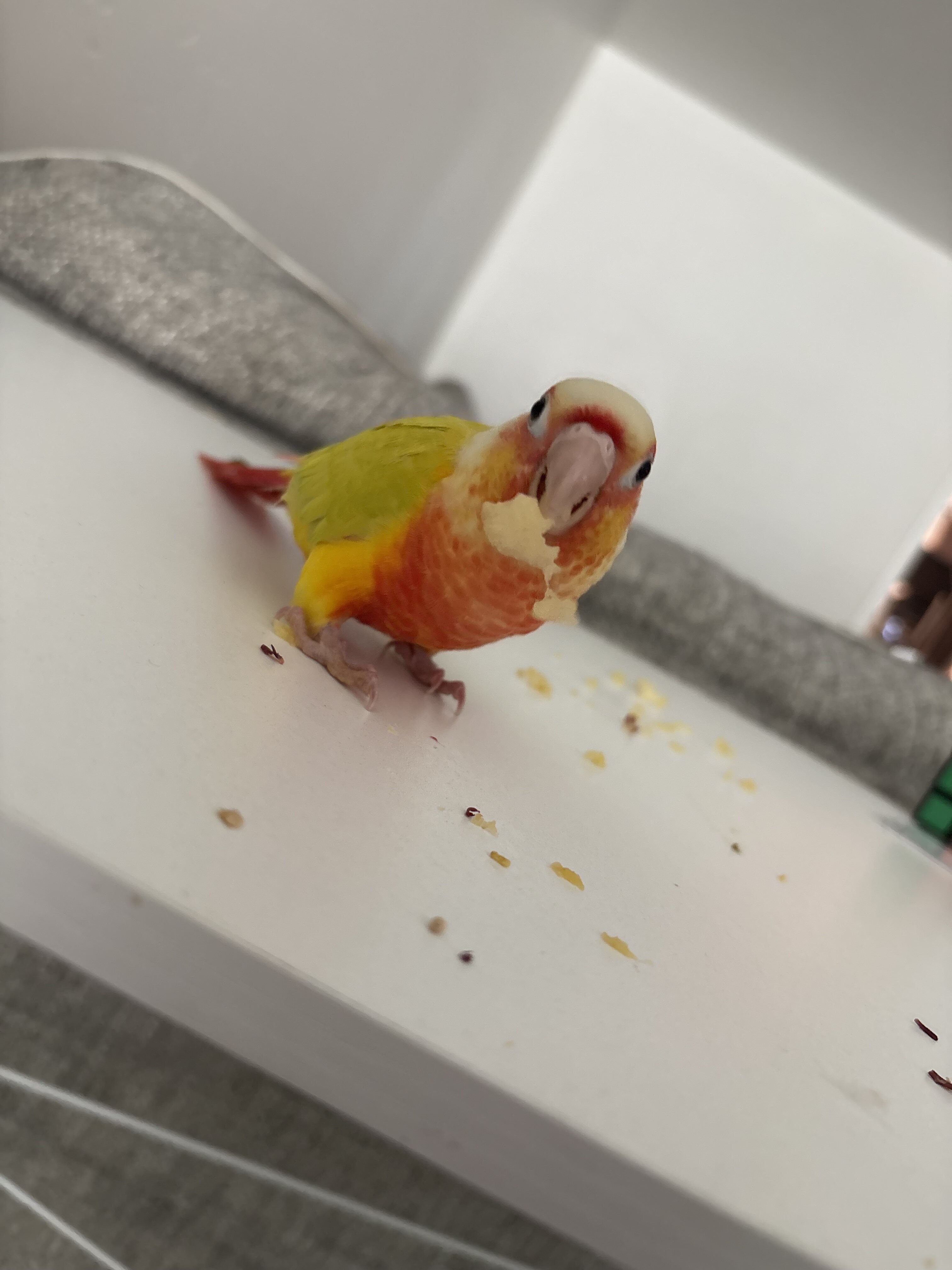 Conure image 4