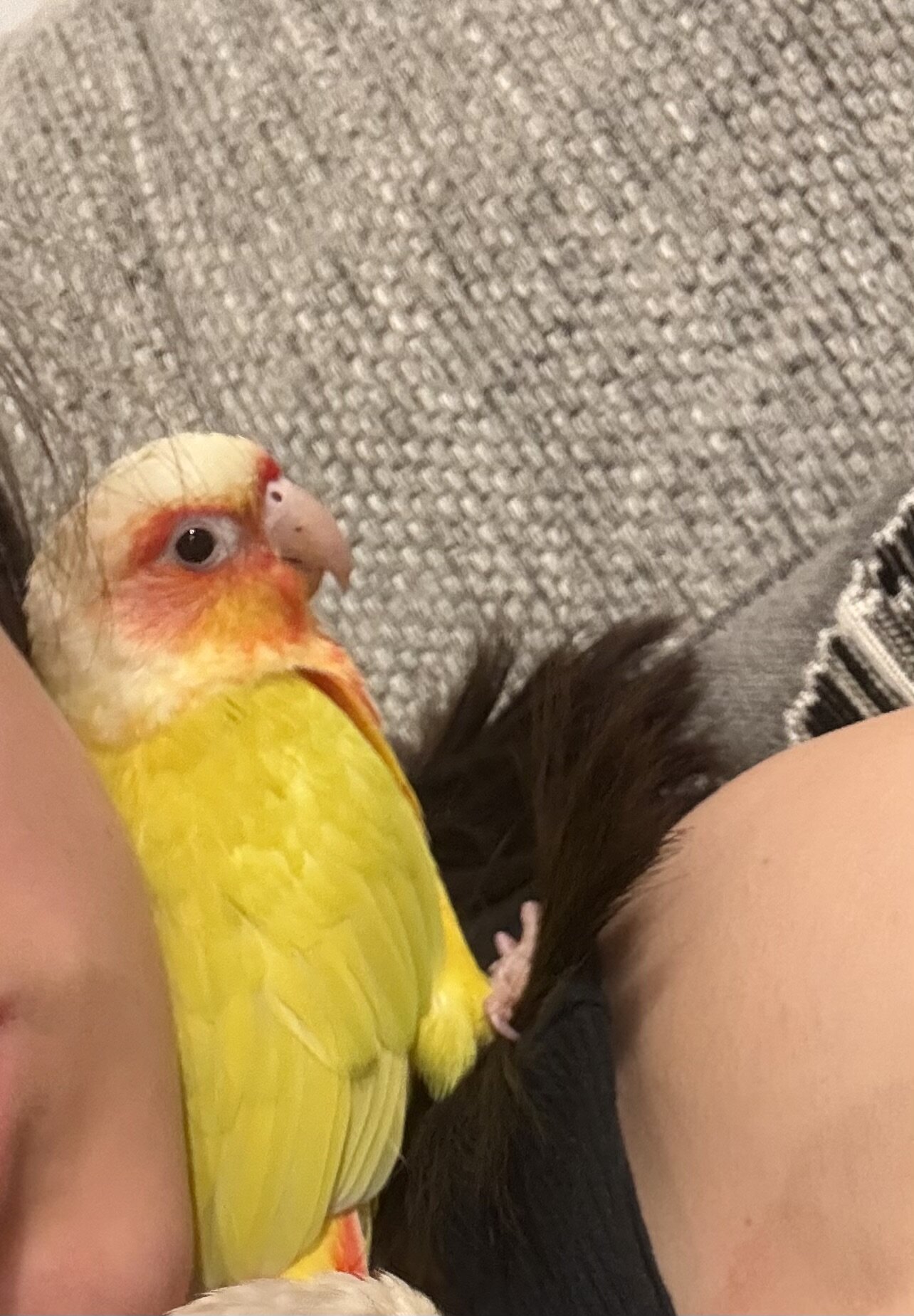 Conure image 1