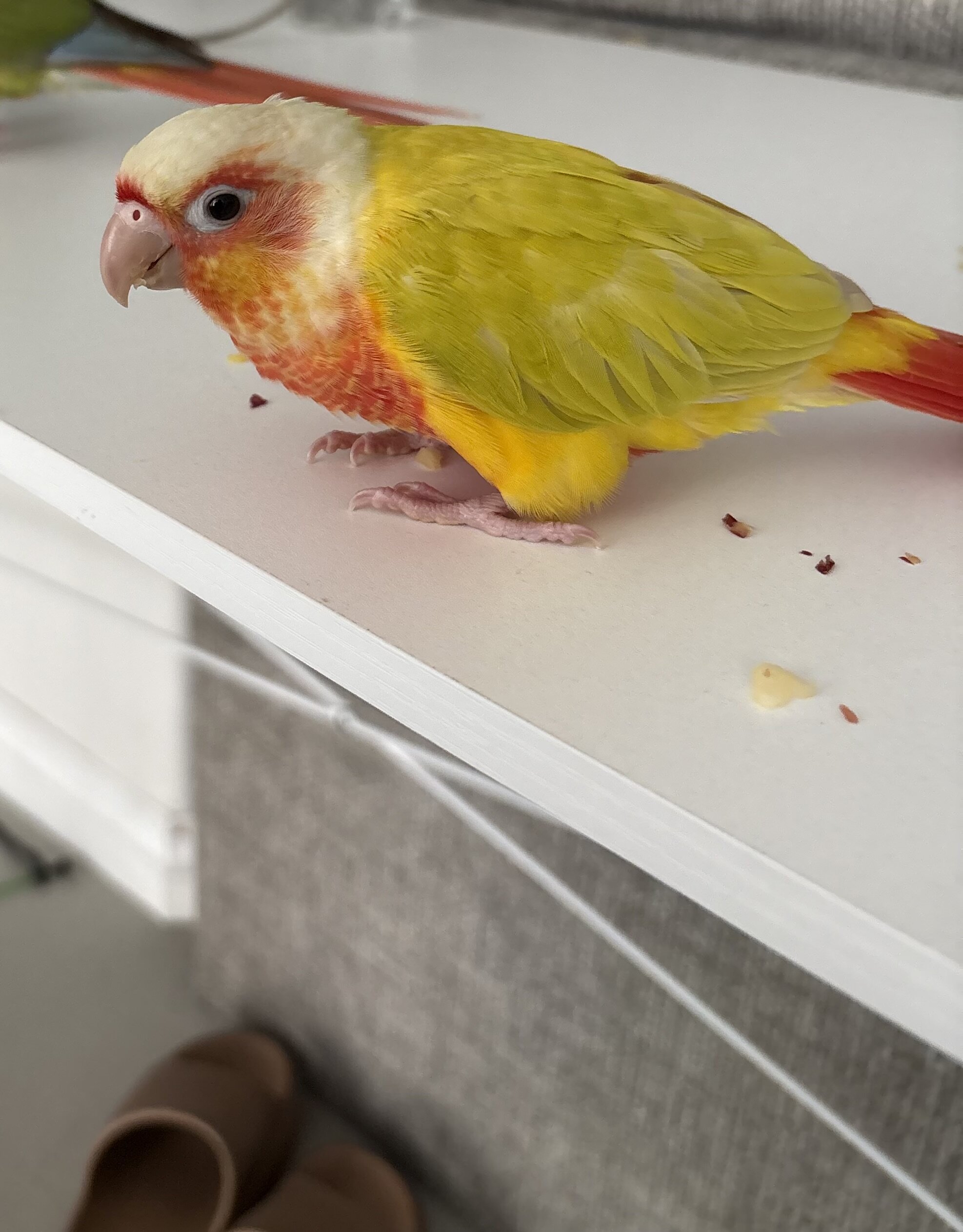 Conure image 3
