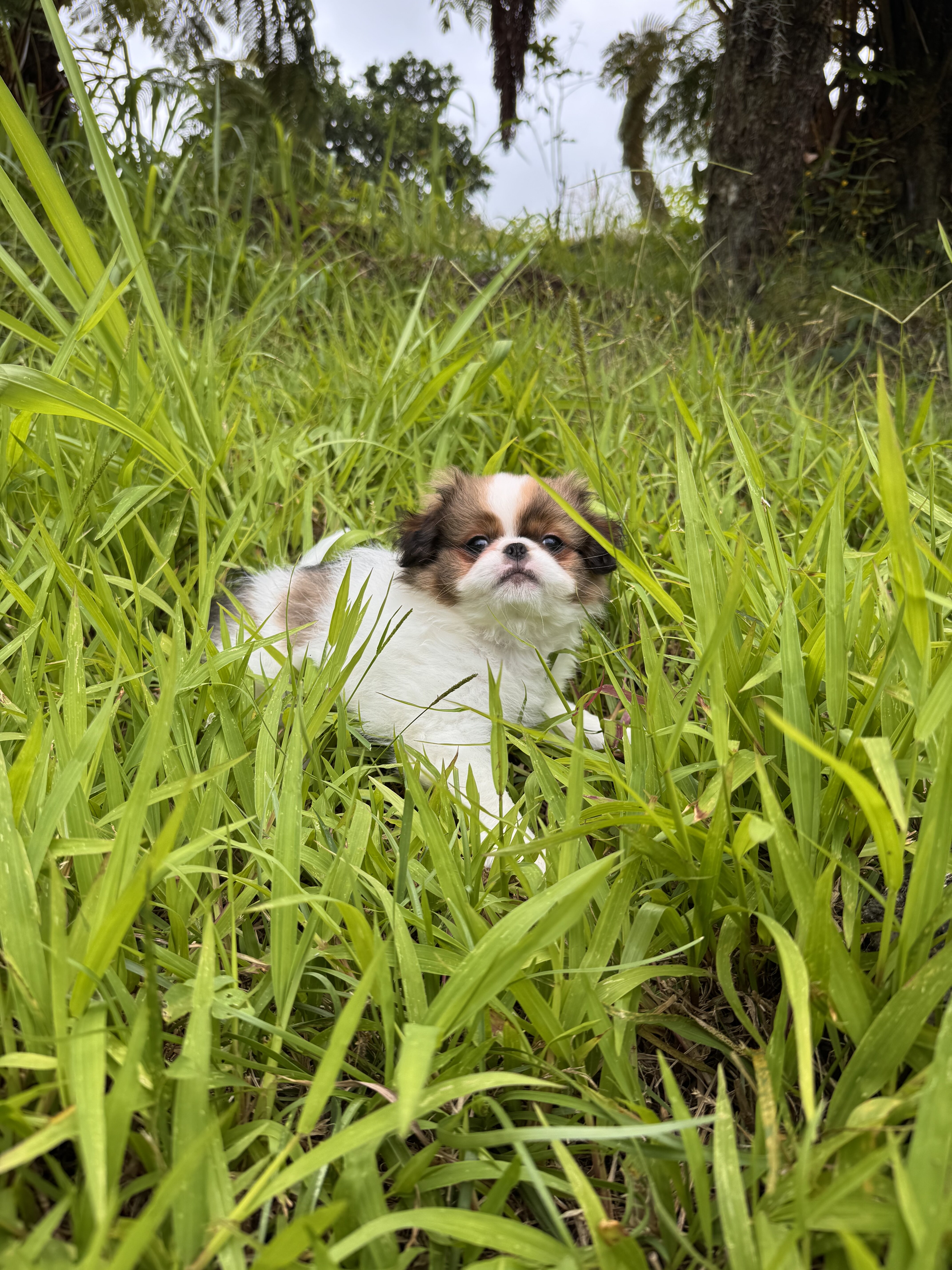 Japanese Chin Puppy image 3