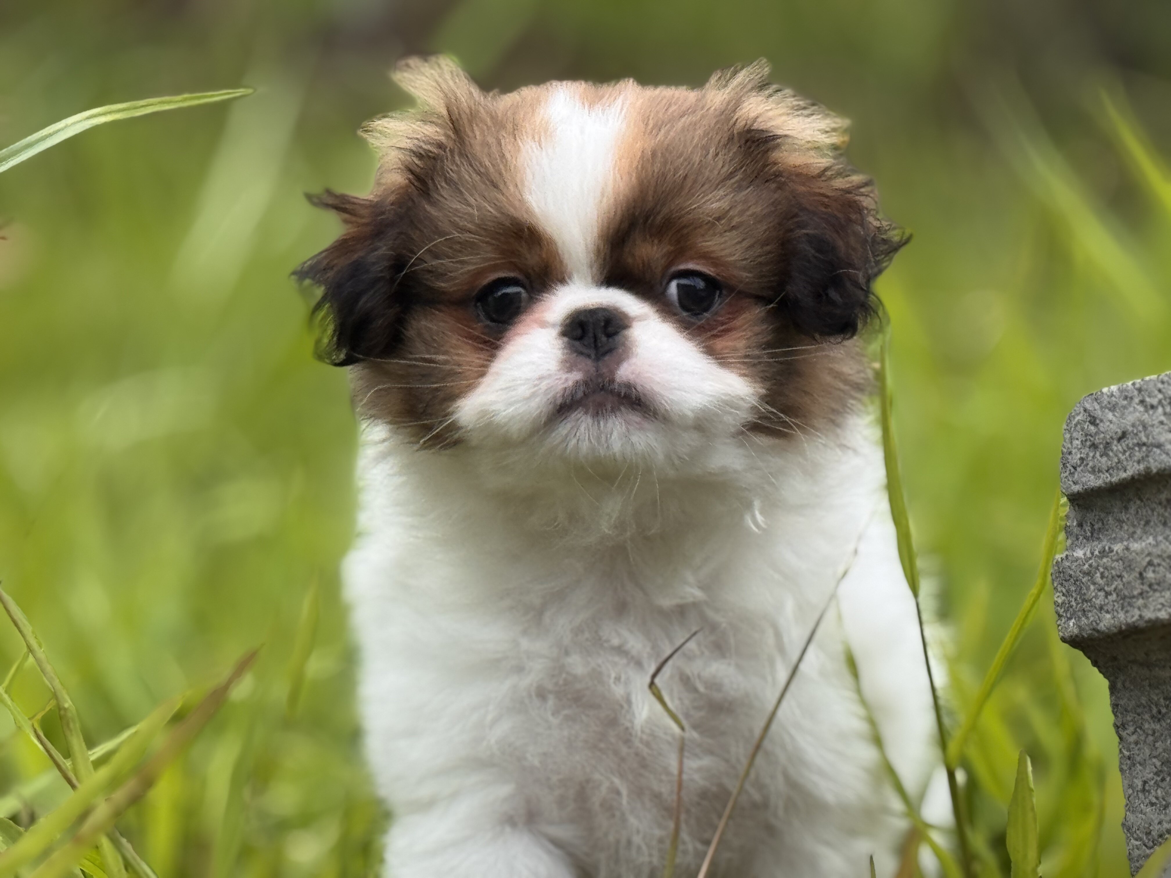 Japanese Chin Puppy image 4