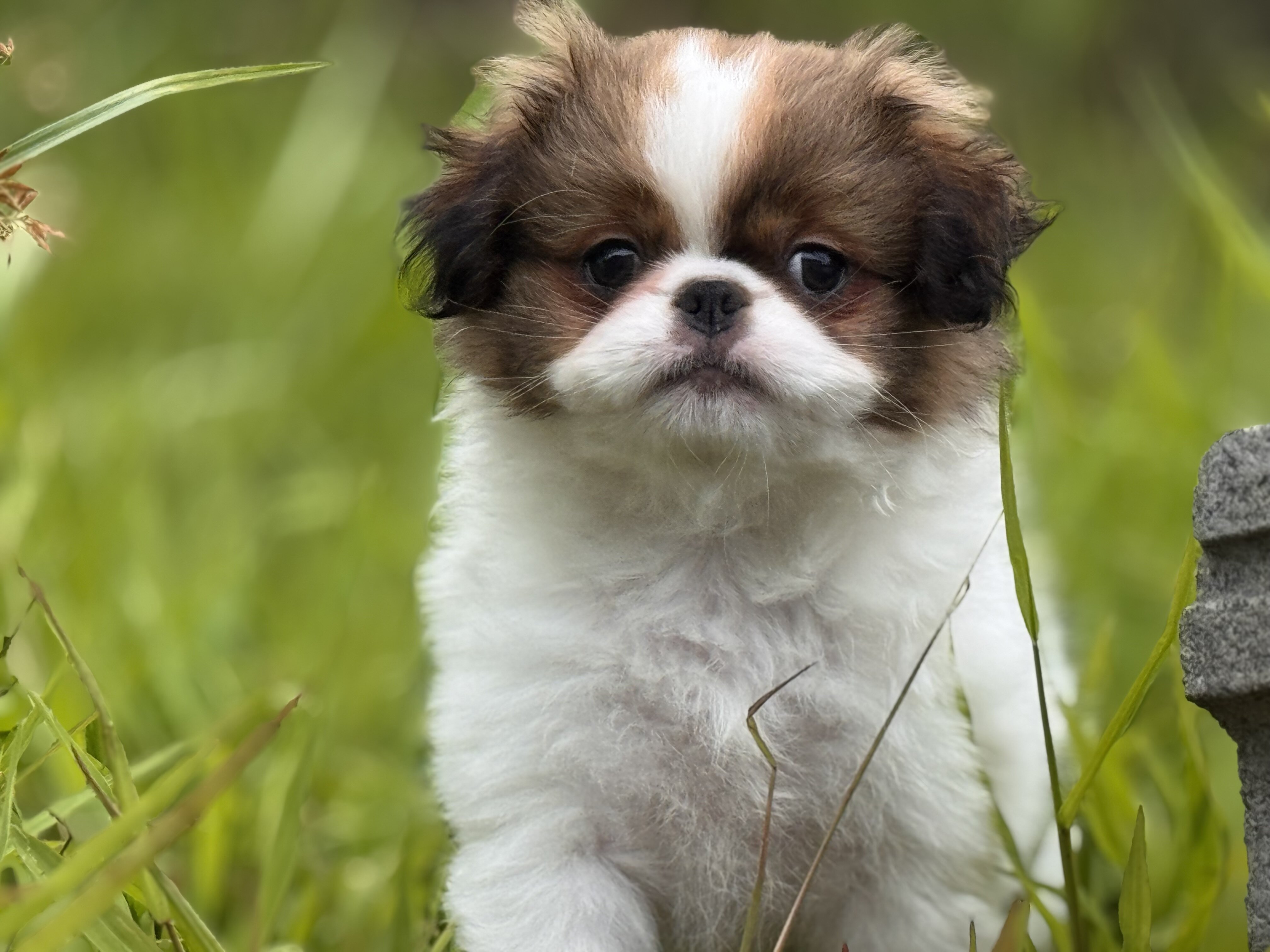 Japanese Chin Puppy image 2