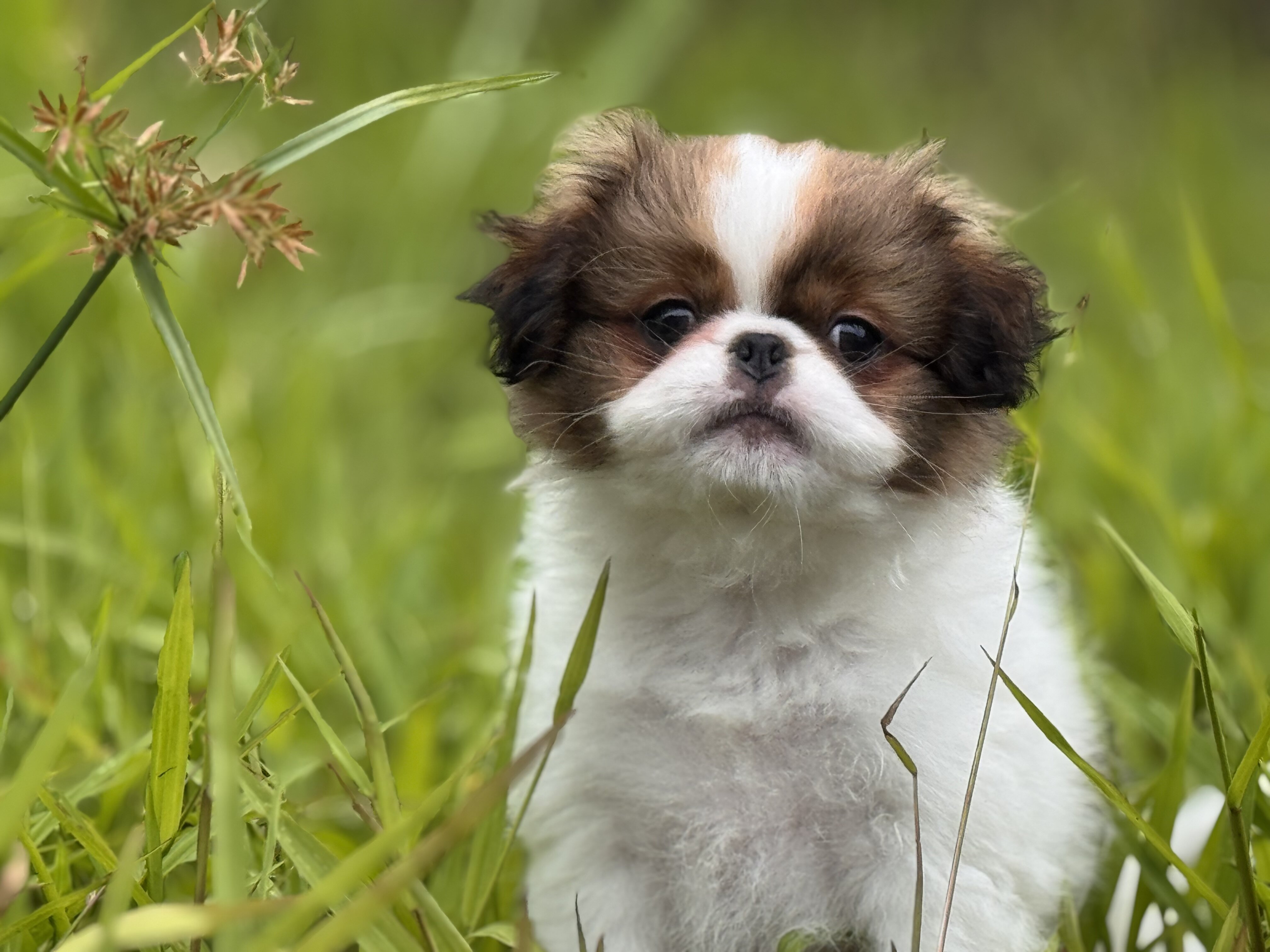 Japanese Chin Puppy image 1