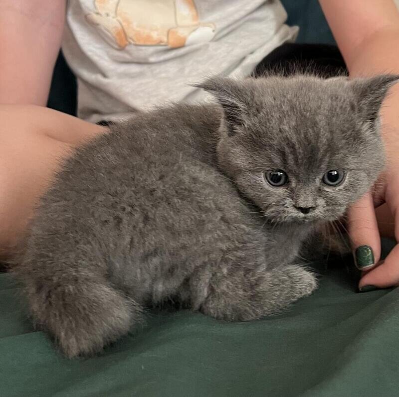 British Shorthair kitten image 1