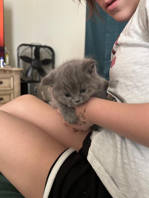 British Shorthair kitten image 4