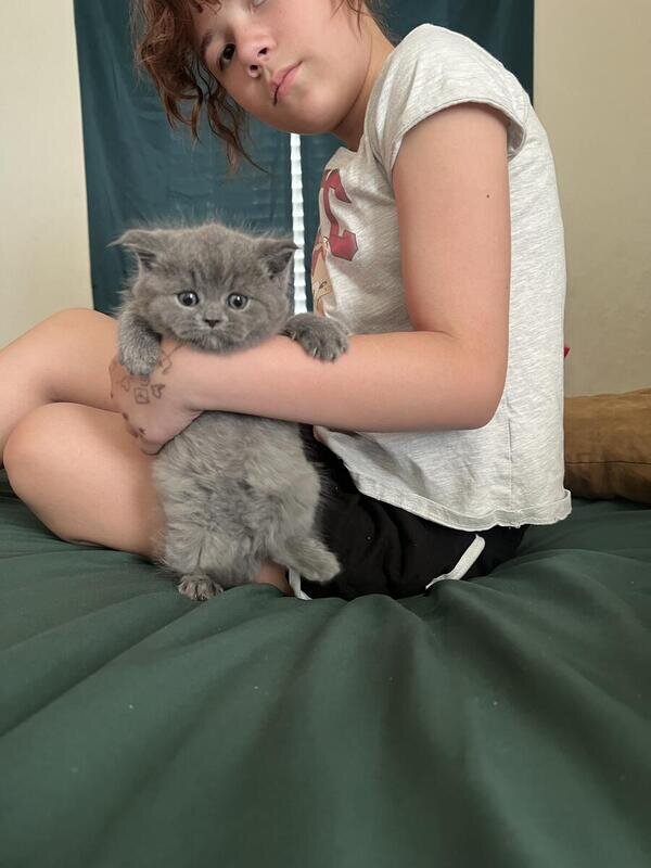 British Shorthair kitten image 2