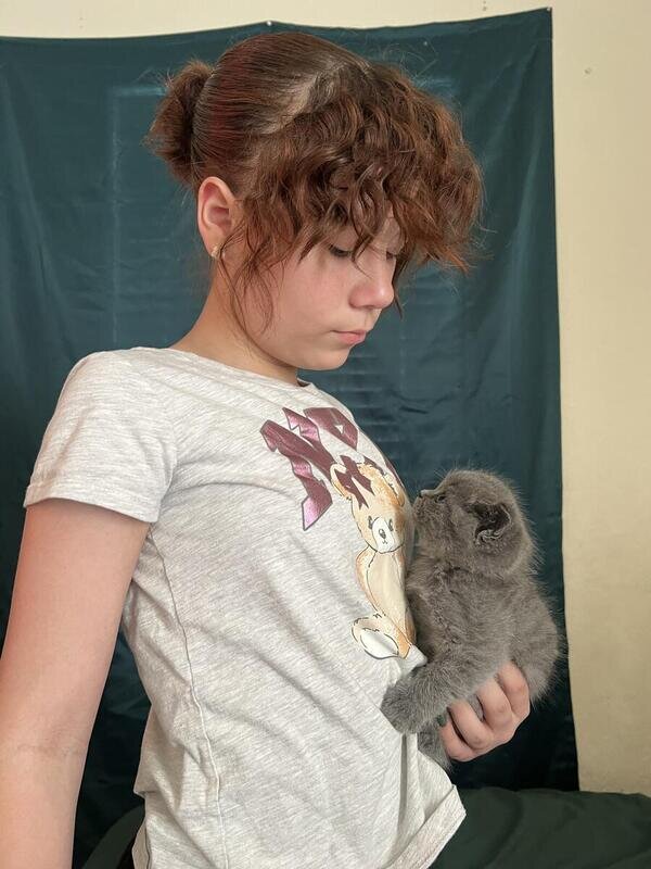 British Shorthair kitten image 3