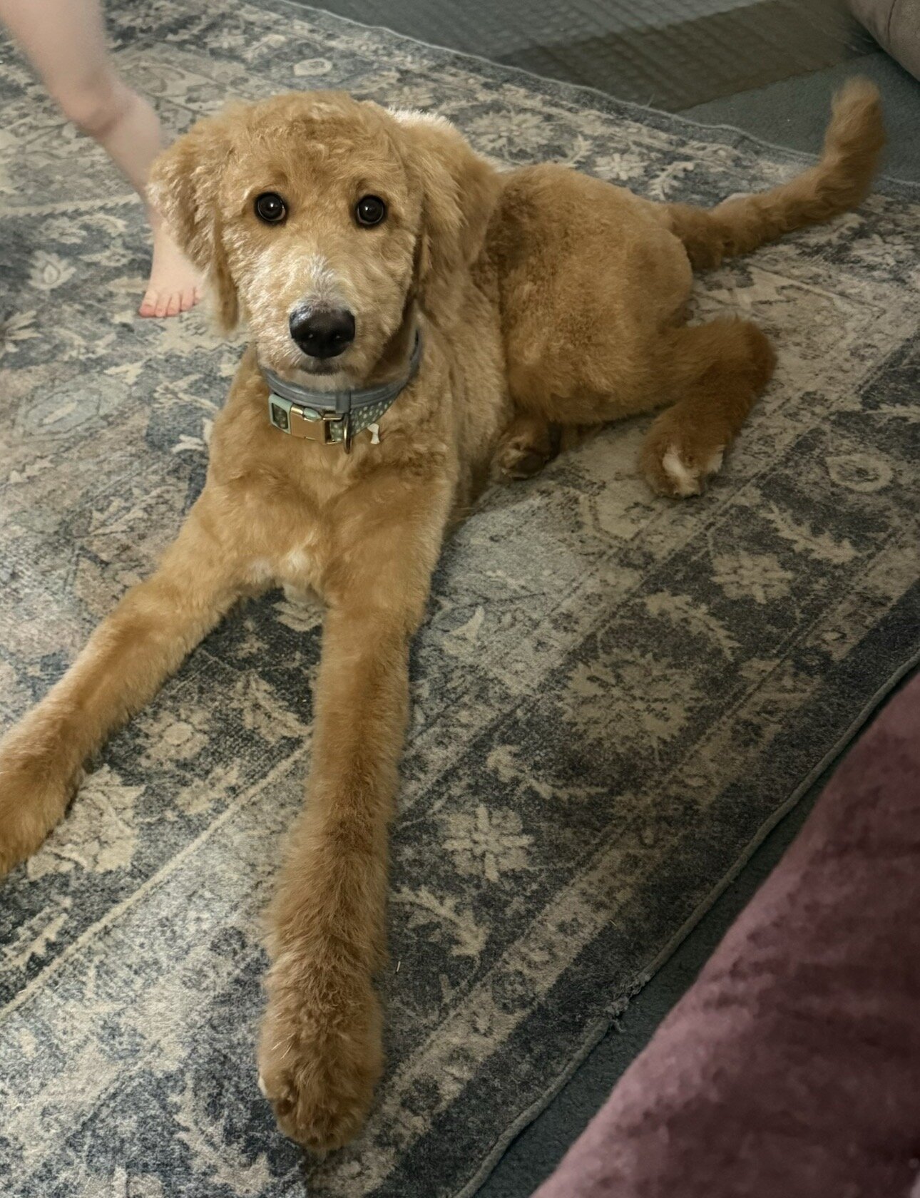 Female Bernedoodle – Young, Energetic & Beautiful image 2