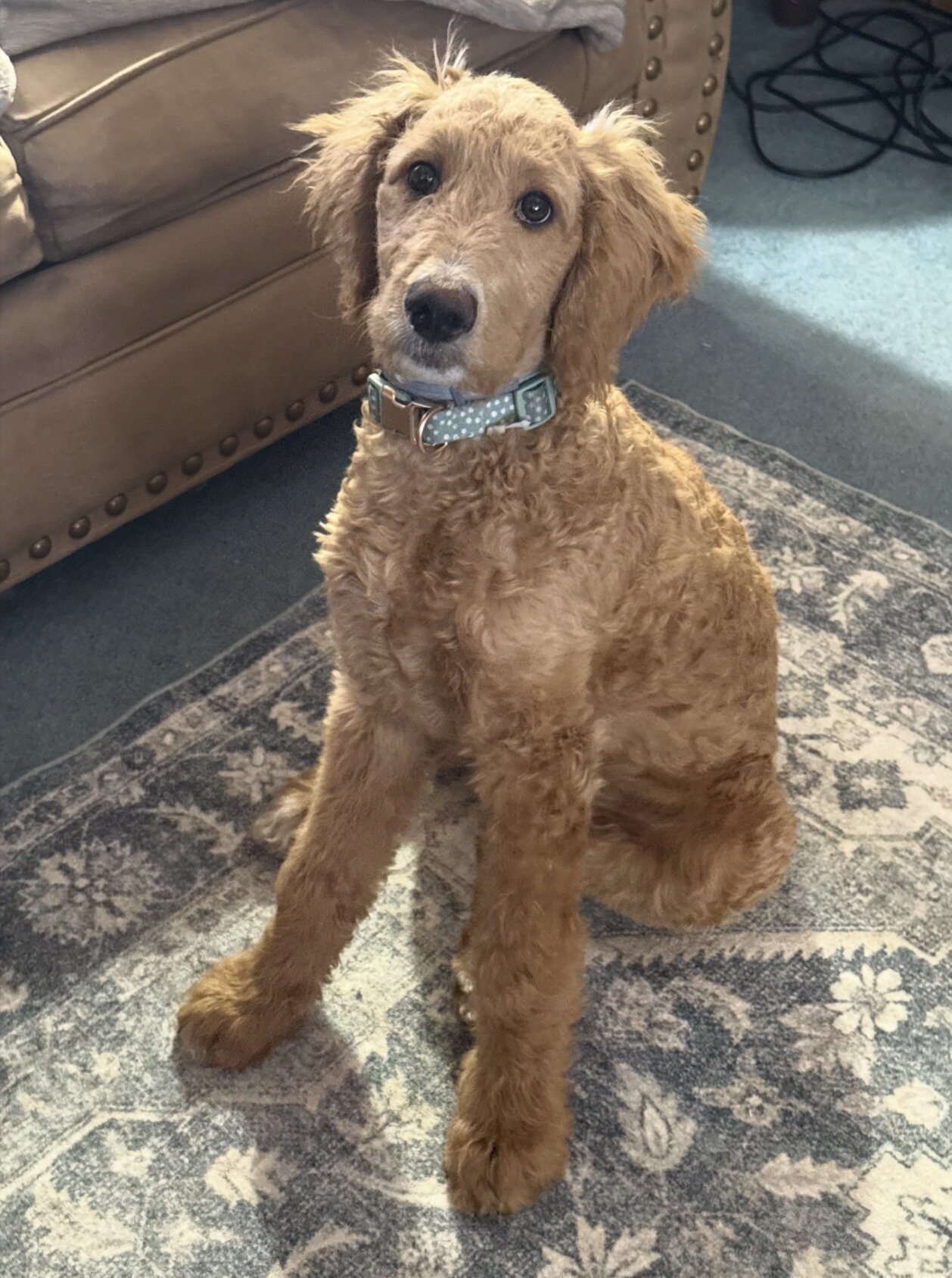 Female Bernedoodle – Young, Energetic & Beautiful image 1