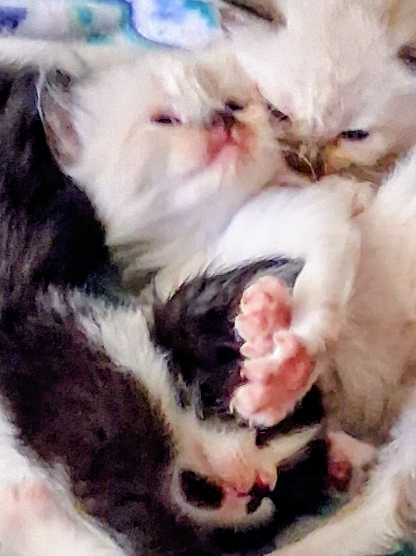 6 week Ragdoll/Siamese kitten (Boy image 1