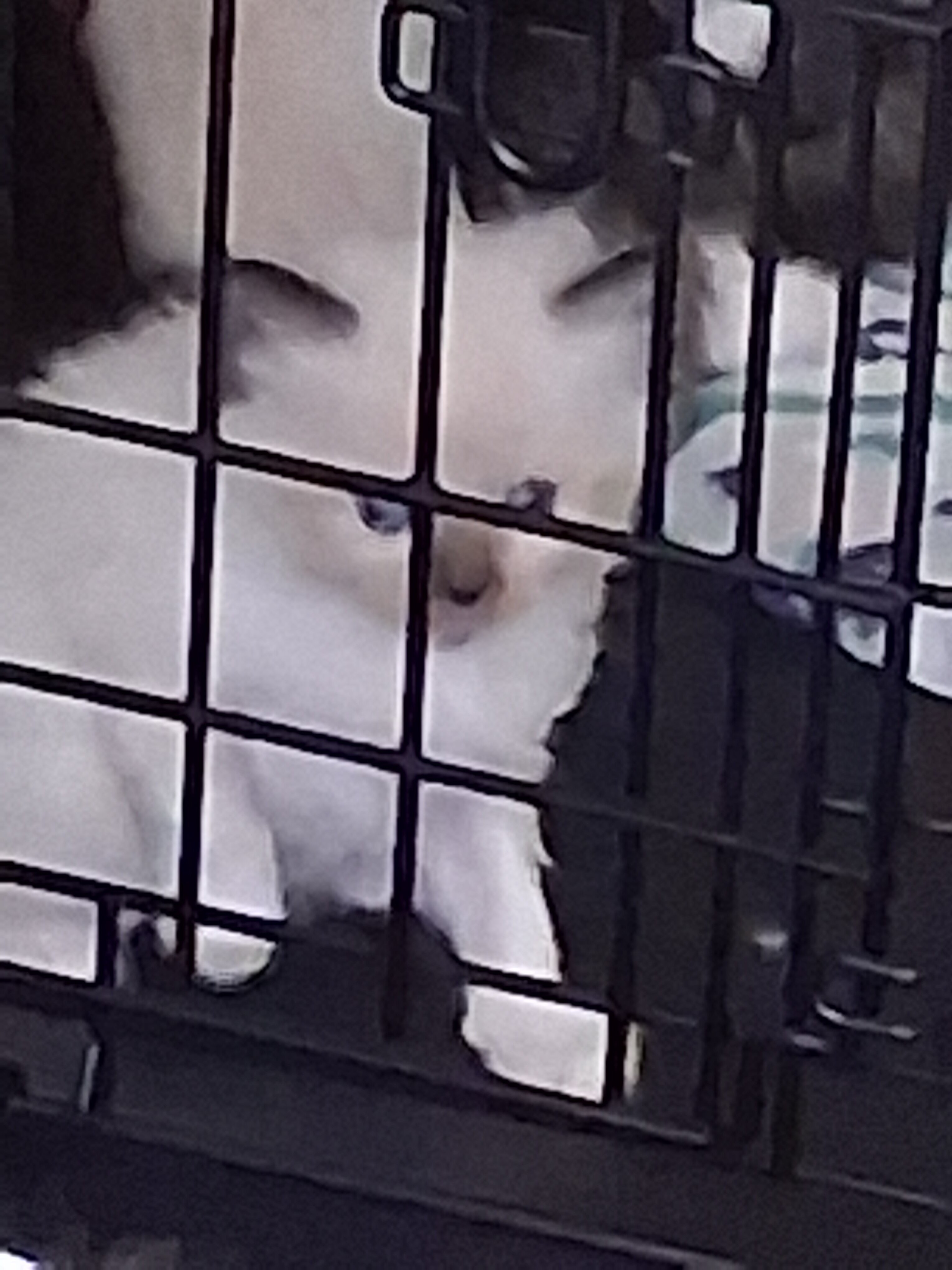 6 week Ragdoll/Siamese kitten (Boy image 2
